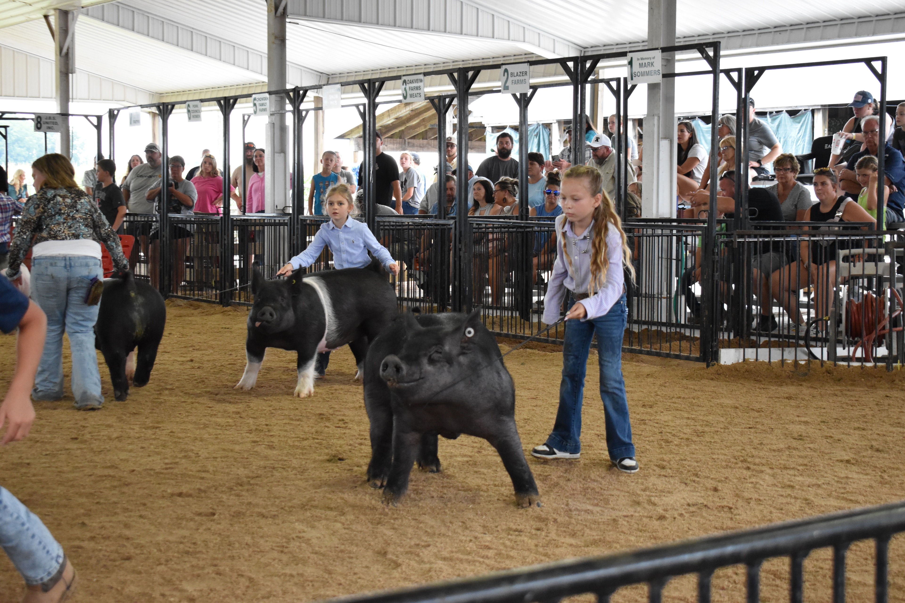 Girl in lavender striped shirt steering large solid black Hampshire cross pig with younger girl in light blue button-up shirt steering black-and-white Hampshire cross pig behind — Champaign County Pork banner, past champions boards, and Yoder Farms, Bob White, Renee Donohoe memorial sponsor pens visible with spectators watching
