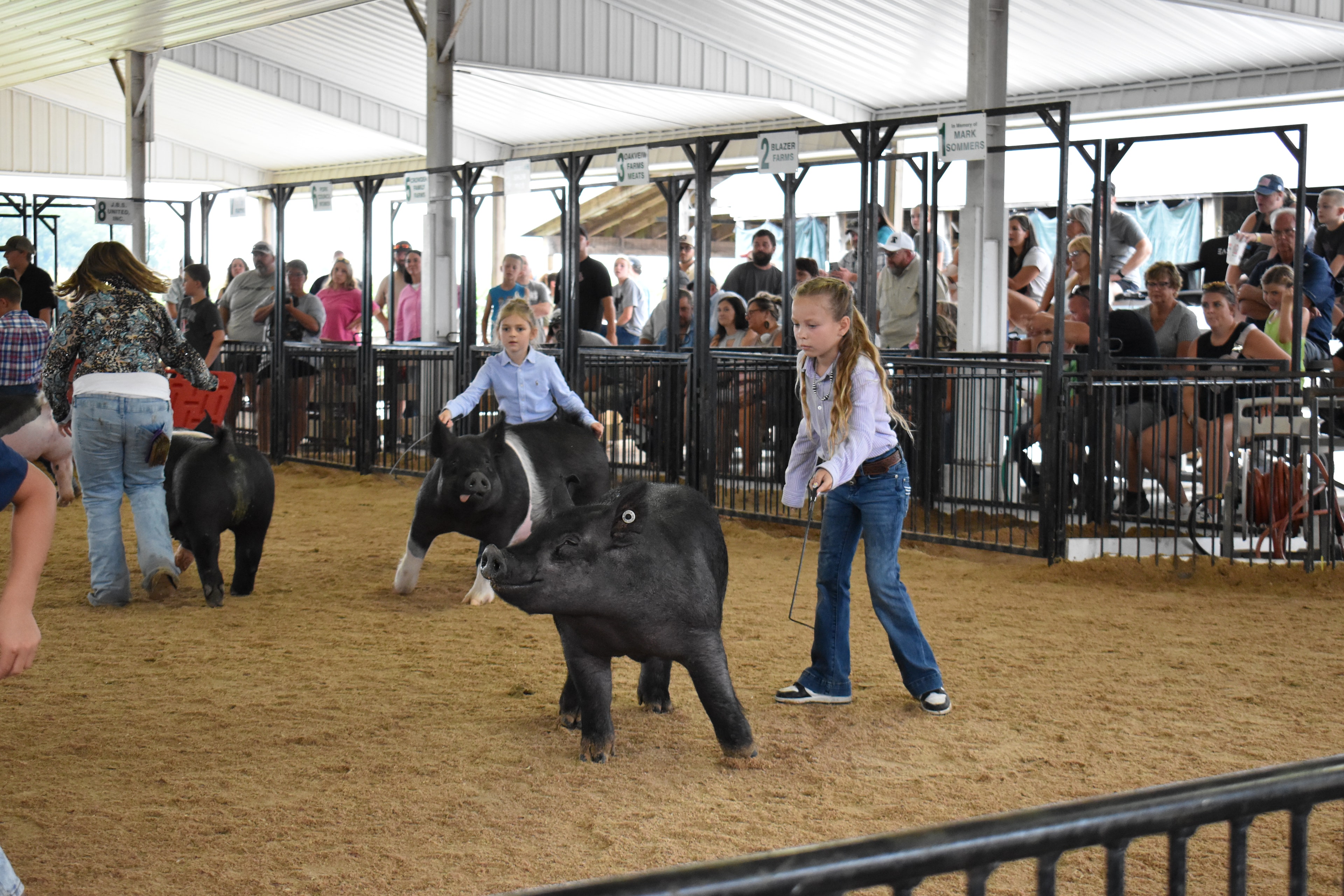 Girl in lavender striped shirt steering large solid black Hampshire cross pig with younger girl in light blue button-up shirt steering black-and-white Hampshire cross pig behind — Champaign County Pork banner, past champions boards, and Yoder Farms, Bob White, Renee Donohoe memorial sponsor pens visible with spectators watching