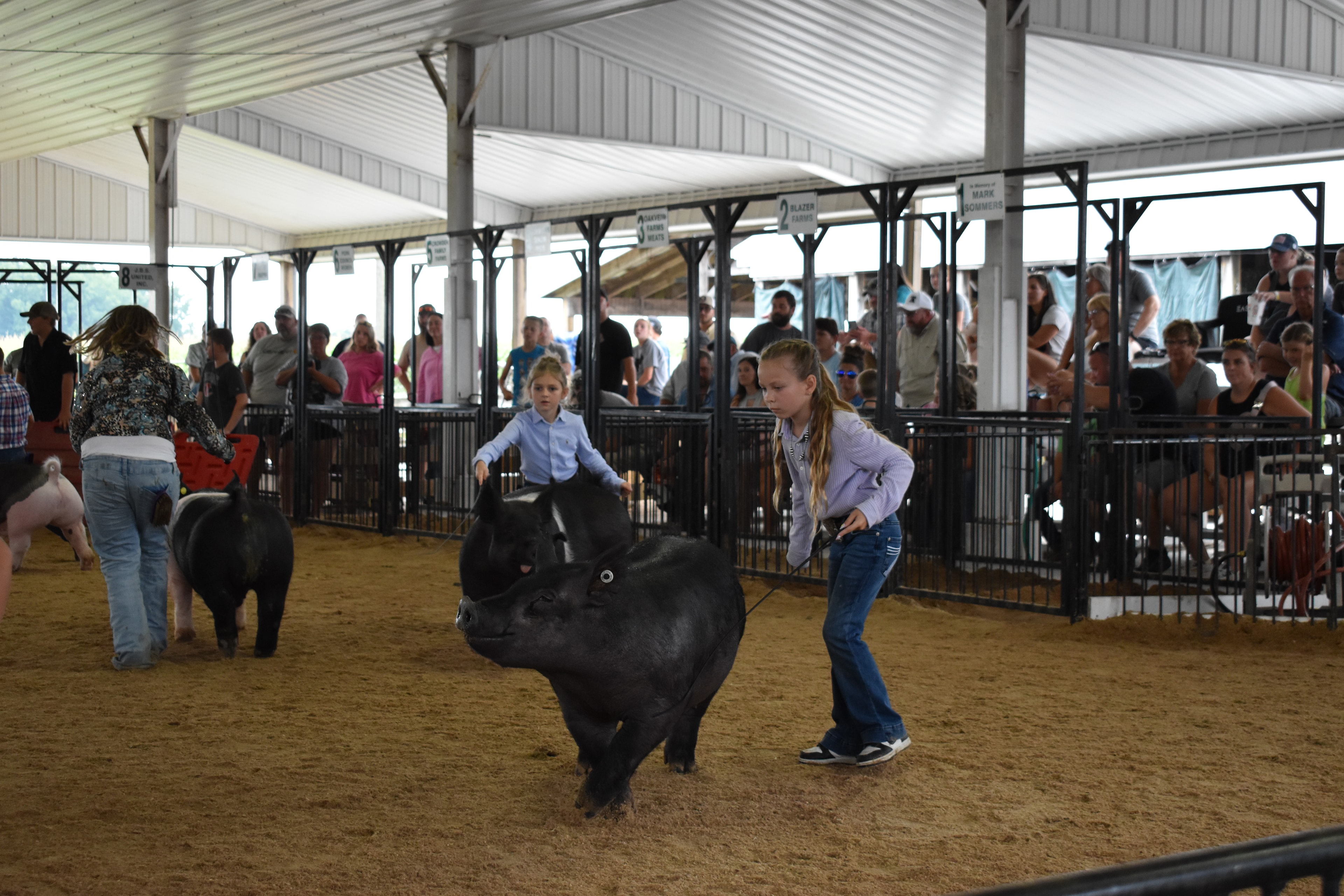 Girl in lavender striped shirt steering large solid black Hampshire cross pig with younger girl in light blue button-up shirt steering black-and-white Hampshire cross pig behind — Champaign County Pork banner, past champions boards, and Yoder Farms, Bob White, Renee Donohoe memorial sponsor pens visible with spectators watching