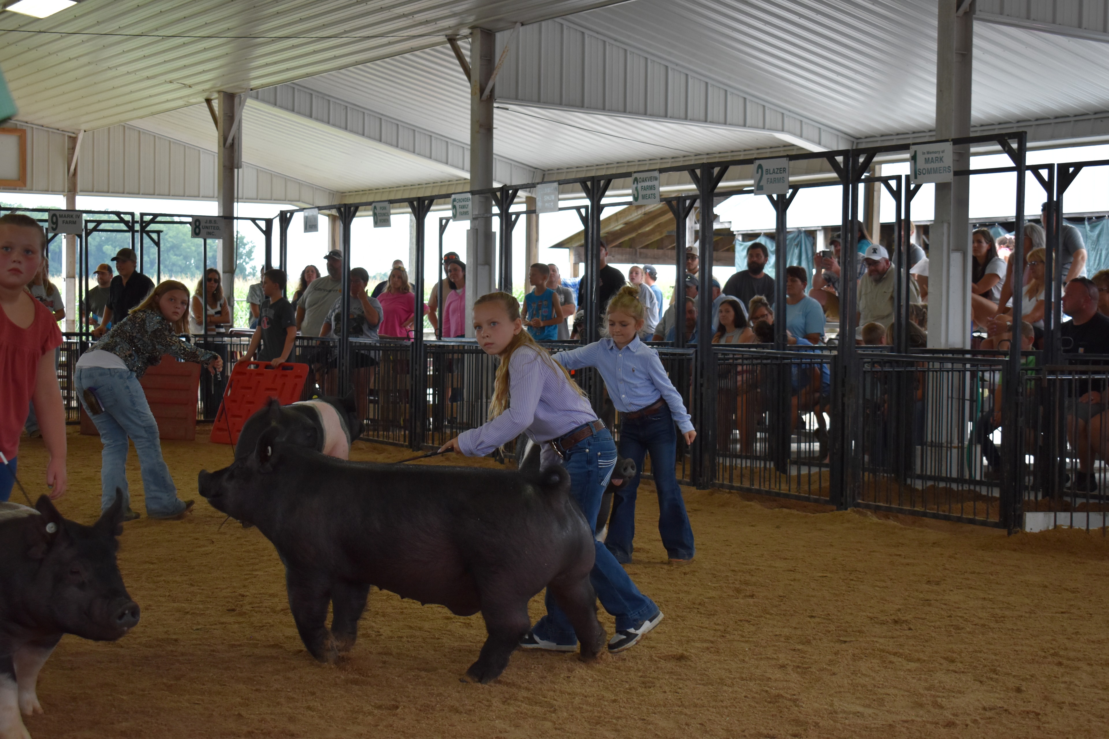 Girl in lavender striped shirt steering large solid black Hampshire cross pig with younger girl in light blue button-up shirt steering black-and-white Hampshire cross pig behind — Champaign County Pork banner, past champions boards, and Yoder Farms, Bob White, Renee Donohoe memorial sponsor pens visible with spectators watching