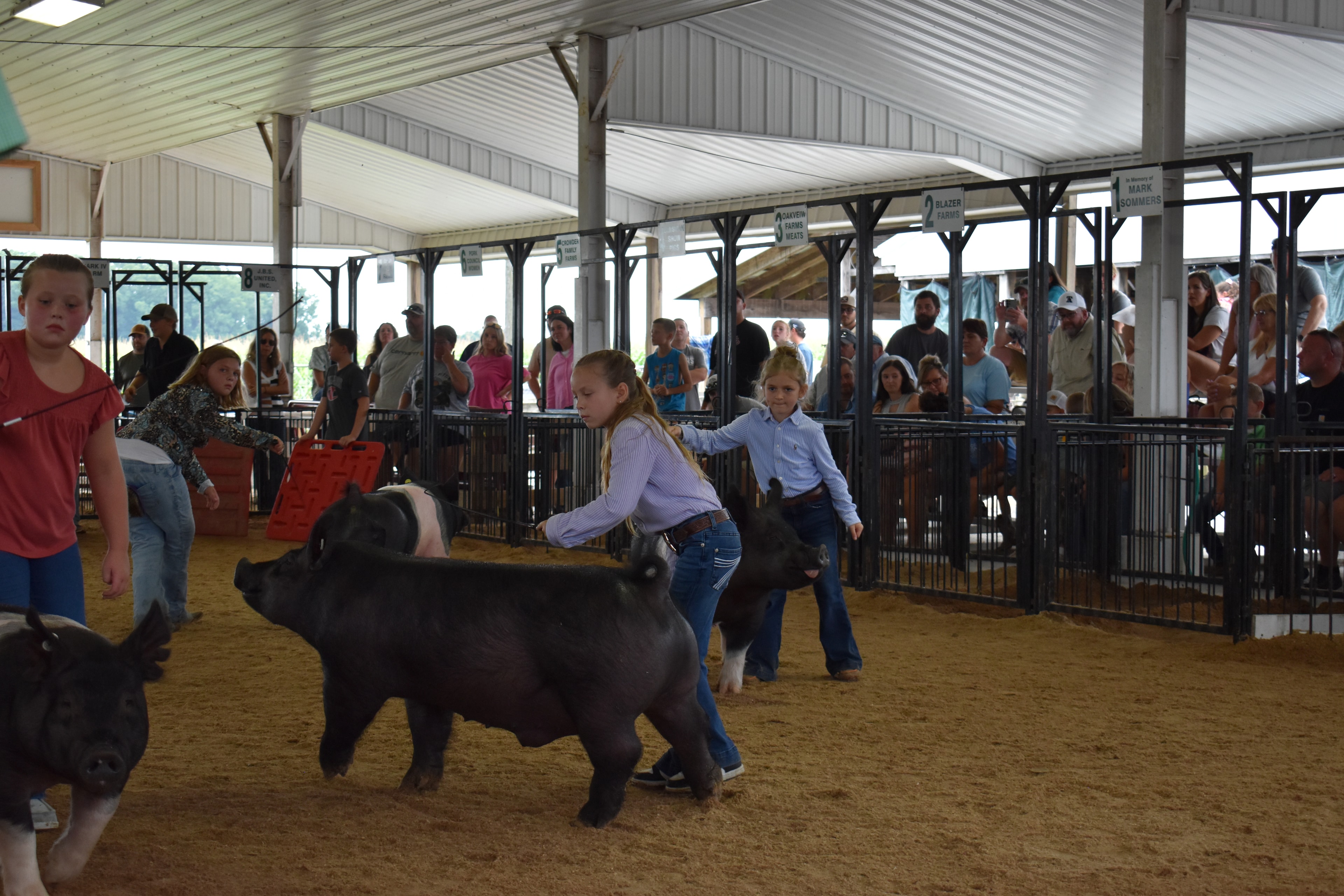 Girl in lavender striped shirt steering large solid black Hampshire cross pig with younger girl in light blue button-up shirt steering black-and-white Hampshire cross pig behind — Crowder Family Farms, Oakview Farms Meats, Blazer Farms, Mark Sommers memorial sponsor pens visible with packed grandstands watching