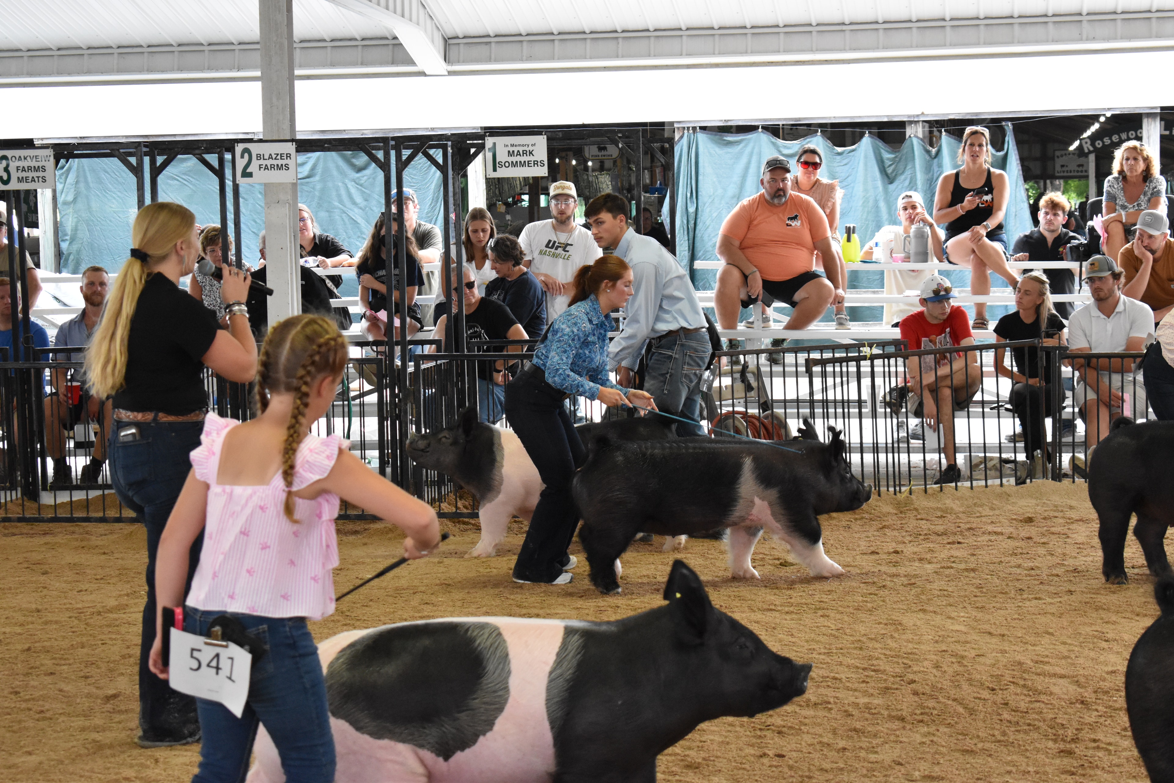 Young girl wearing number 541 showing spotted pig in the show ring at Champaign County Fair