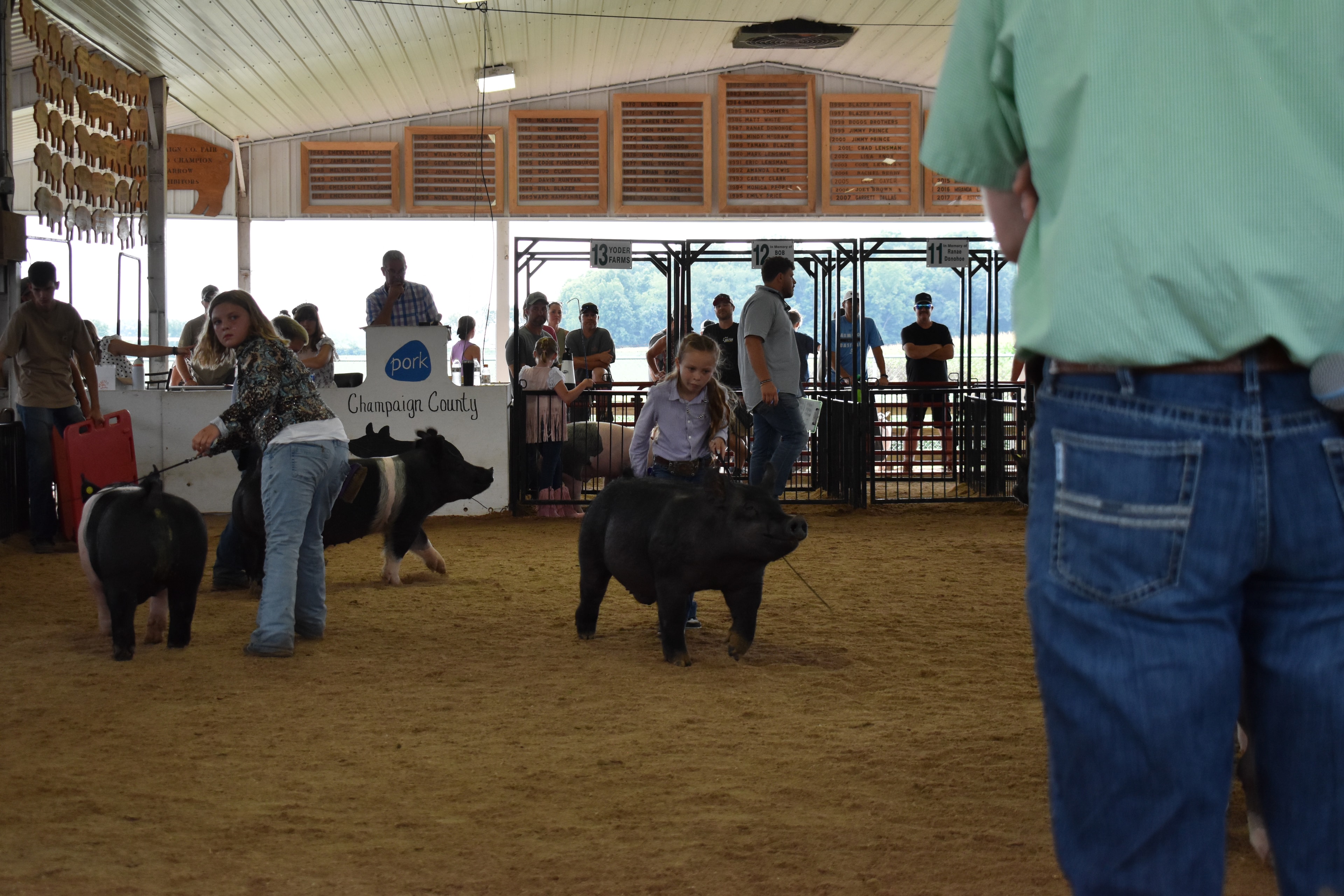 Girl in lavender striped shirt steering large solid black Hampshire cross pig with younger girl in light blue button-up shirt steering black-and-white Hampshire cross pig behind — Crowder Family Farms, Oakview Farms Meats, Blazer Farms, Mark Sommers memorial sponsor pens visible with packed grandstands watching
