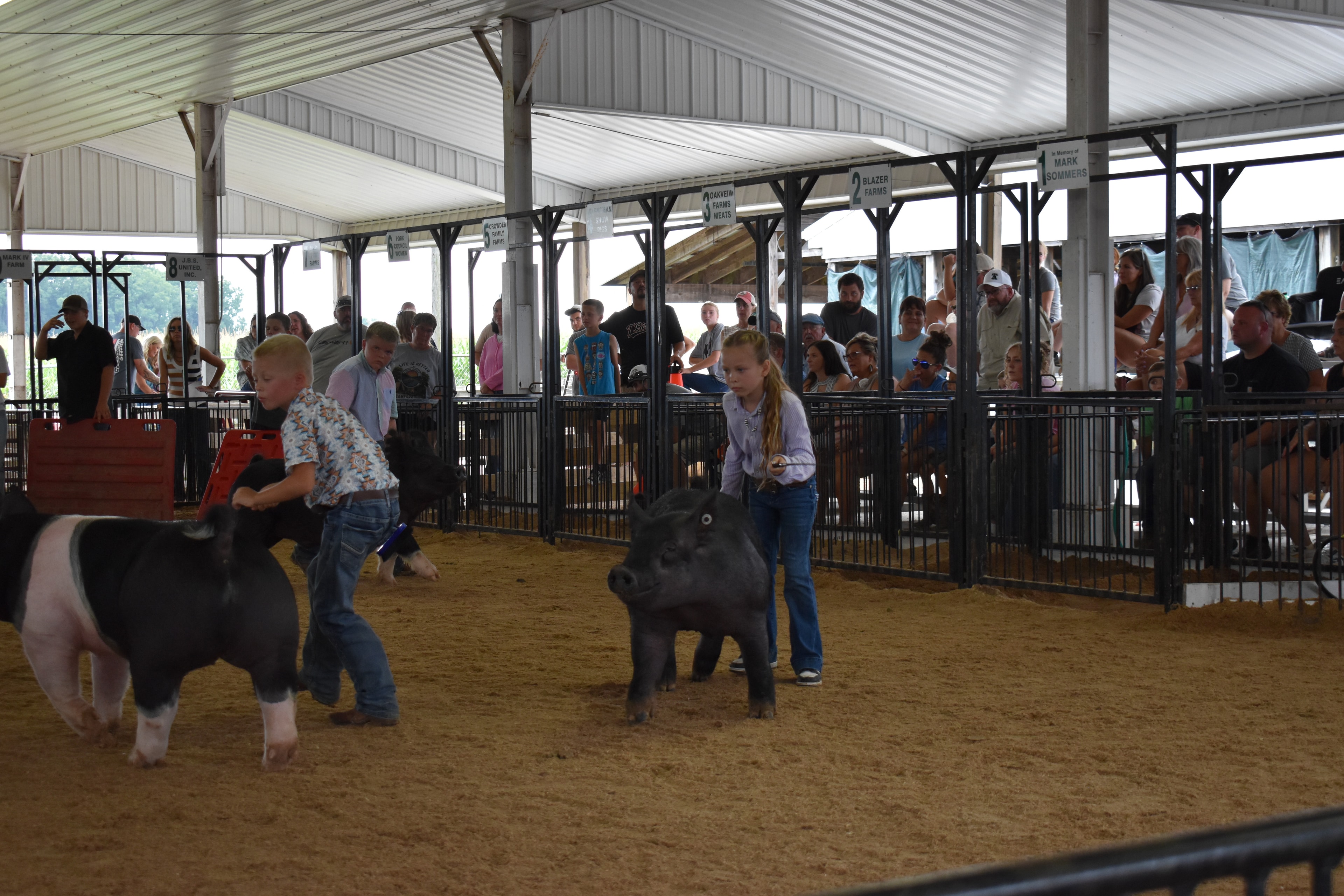 Wide arena shot — multiple children and Hampshire cross pigs with Champaign County Pork podium visible, girl in purple floral top steering small black pig at left, girl in lavender shirt steering large black pig center, girl in coral top steering Hampshire cross pig at right, past champions boards and Yoder Farms, Bob White memorial sponsor pens above with spectators watching