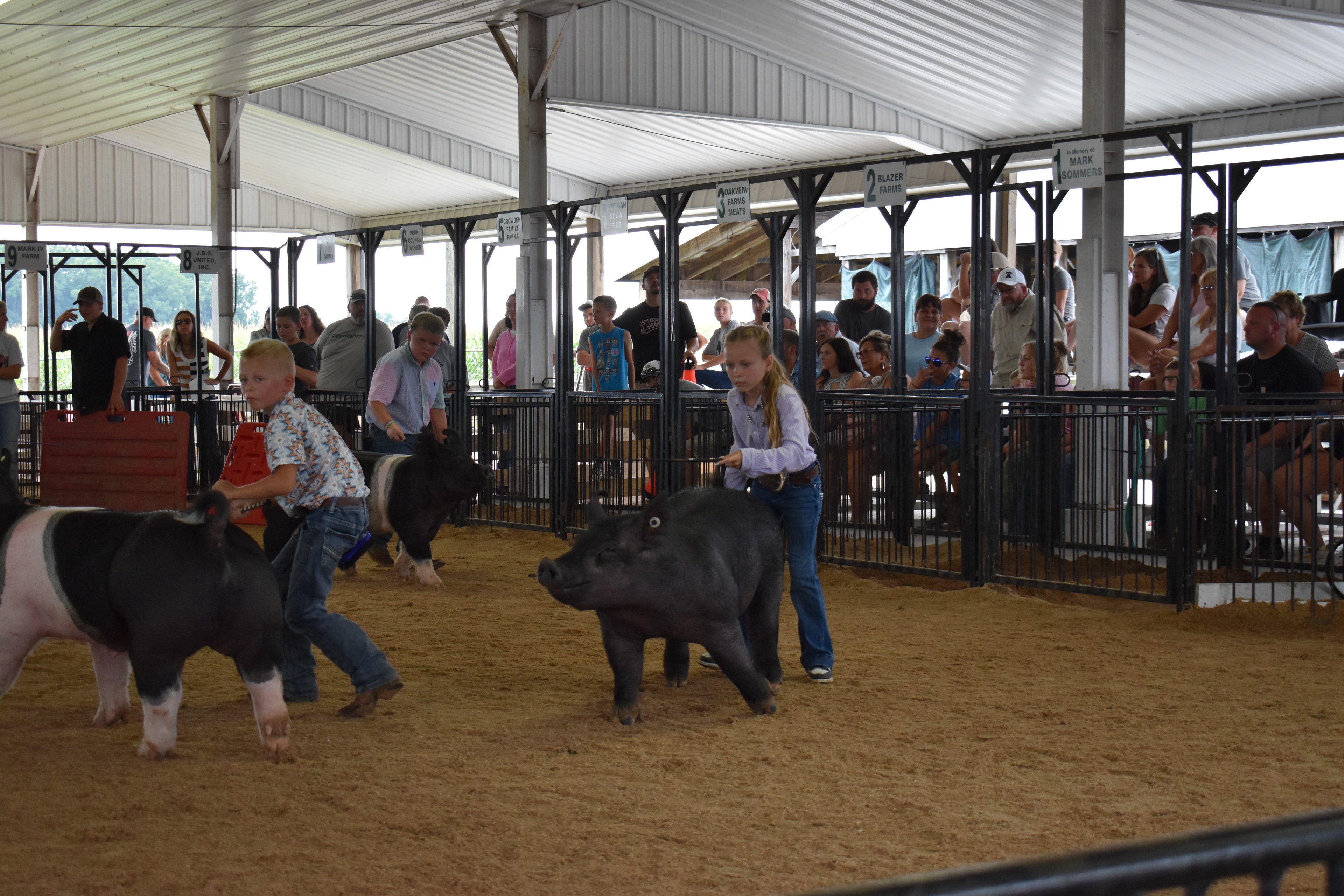 Judge in green checkered shirt viewed from behind with microphone in back pocket — girl in lavender shirt steering large black pig center, girl in light blue shirt steering Hampshire cross pig at left, boy in navy shirt steering Hampshire cross pig at right, Yoder Farms and Bob White memorial sponsor pens visible with spectators watching