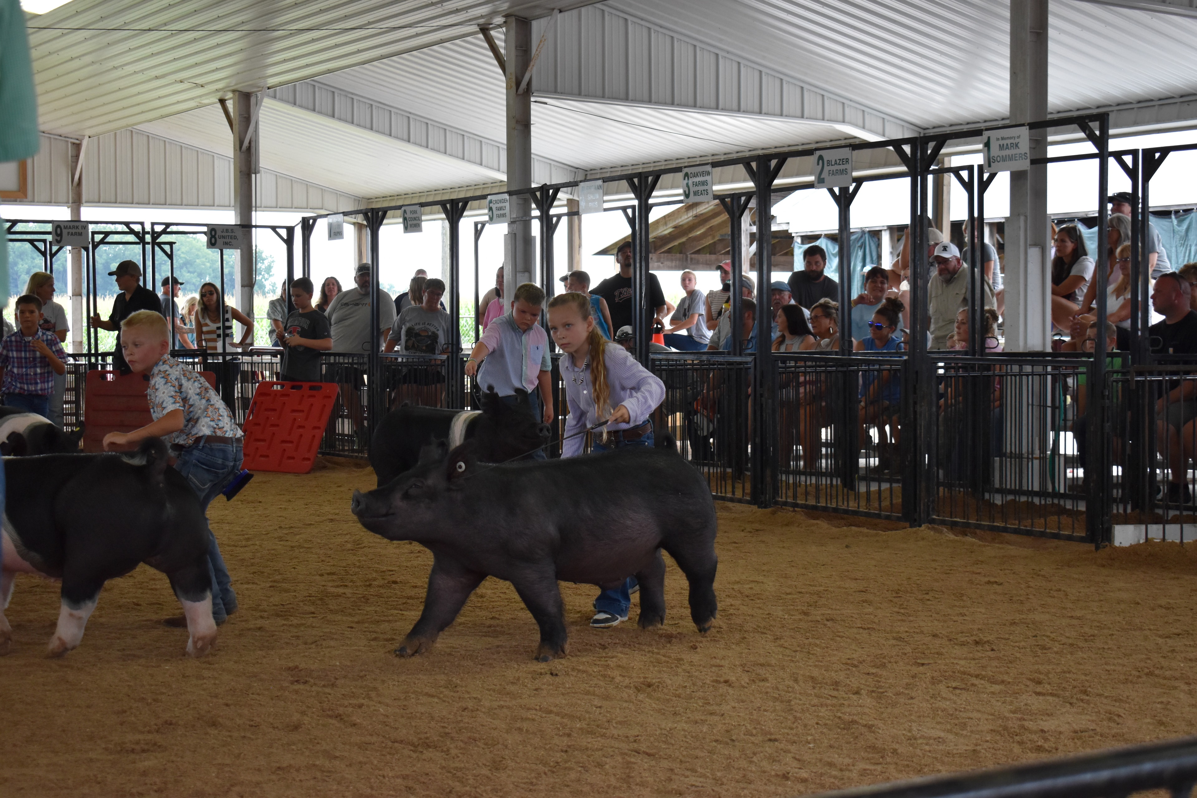 Judge in green checkered shirt viewed from behind with microphone in back pocket — girl in lavender shirt steering large black pig center, girl in light blue shirt steering Hampshire cross pig at left, boy in navy shirt steering Hampshire cross pig at right, Yoder Farms and Bob White memorial sponsor pens visible with spectators watching