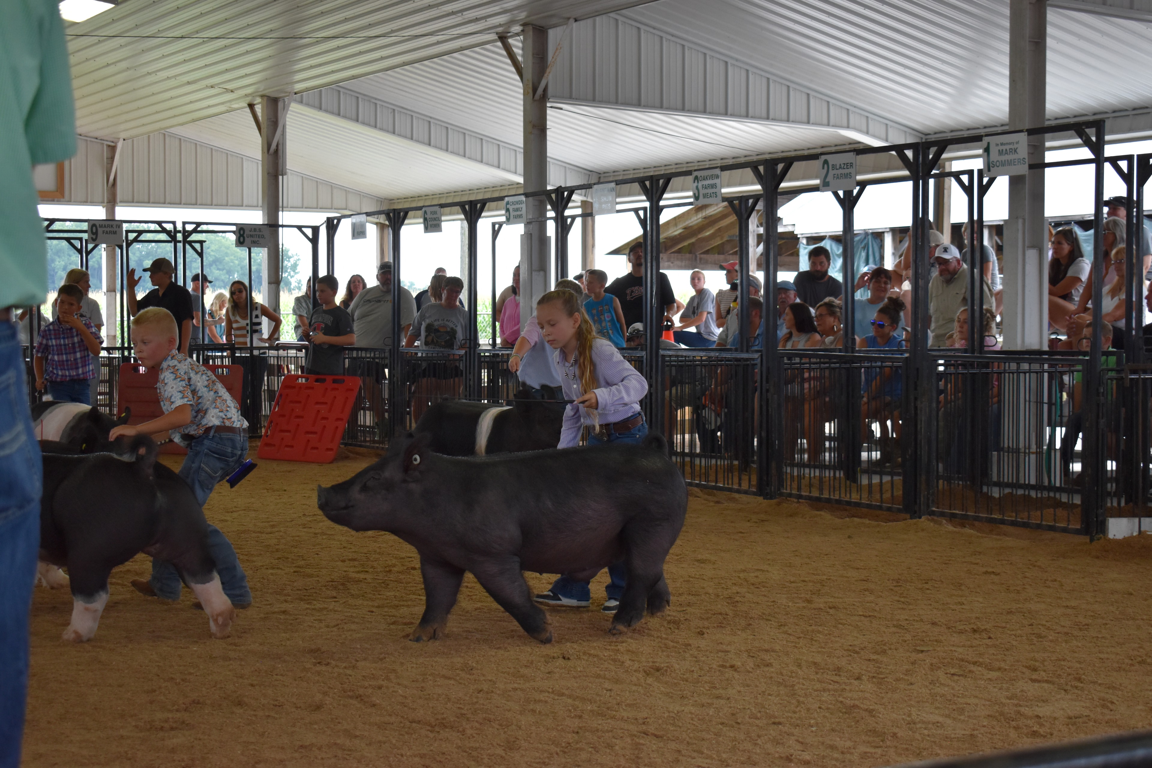 Wide arena shot with judge in green shirt at right foreground — girl in purple floral top with small black pig at left, girl in lavender shirt steering large black pig center, girl in coral top with Hampshire cross pig at right, Champaign County Pork podium visible, past champions boards and Yoder Farms, Bob White memorial sponsor pens above with spectators watching