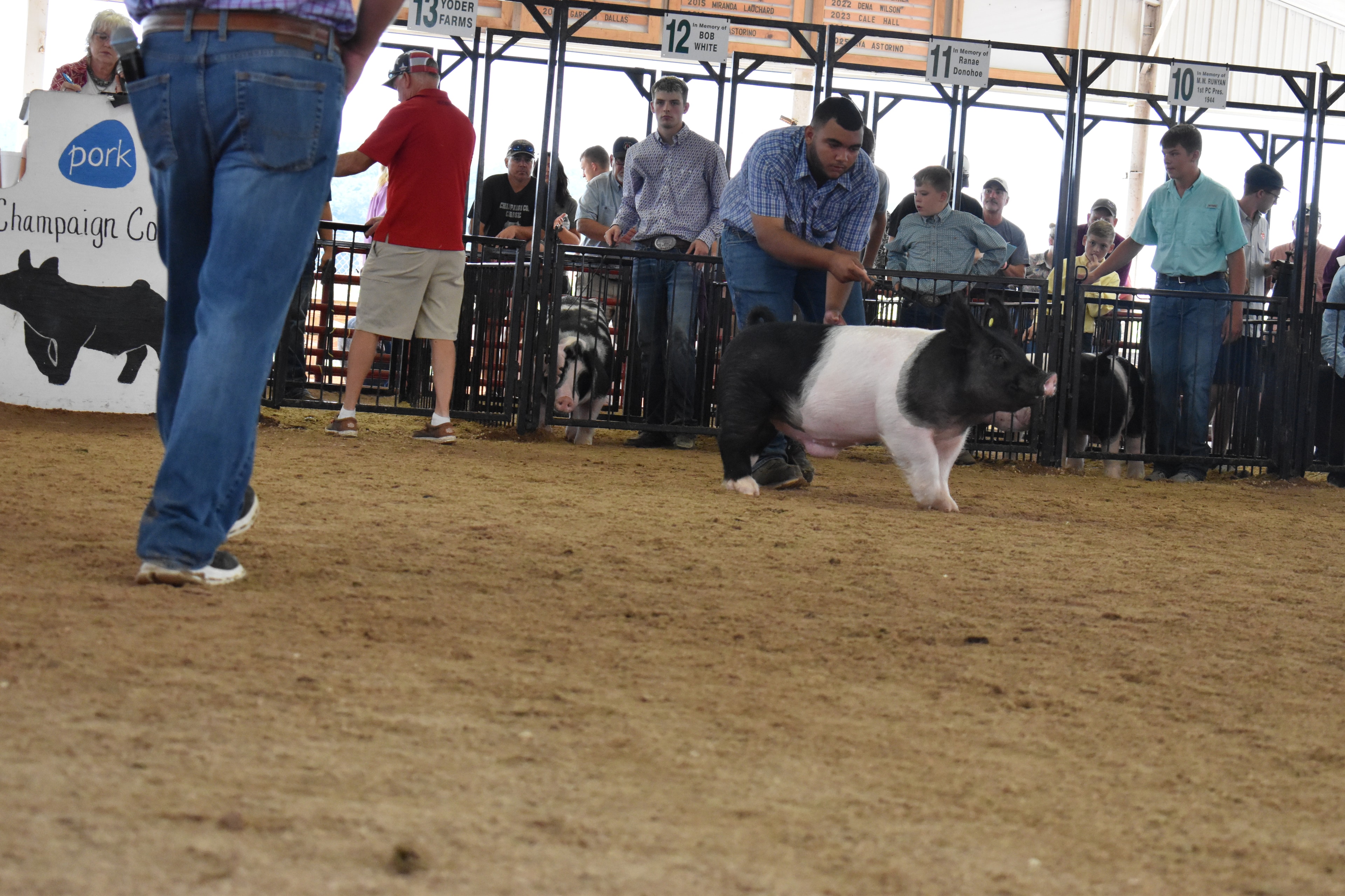 Livestock show arena at the fair