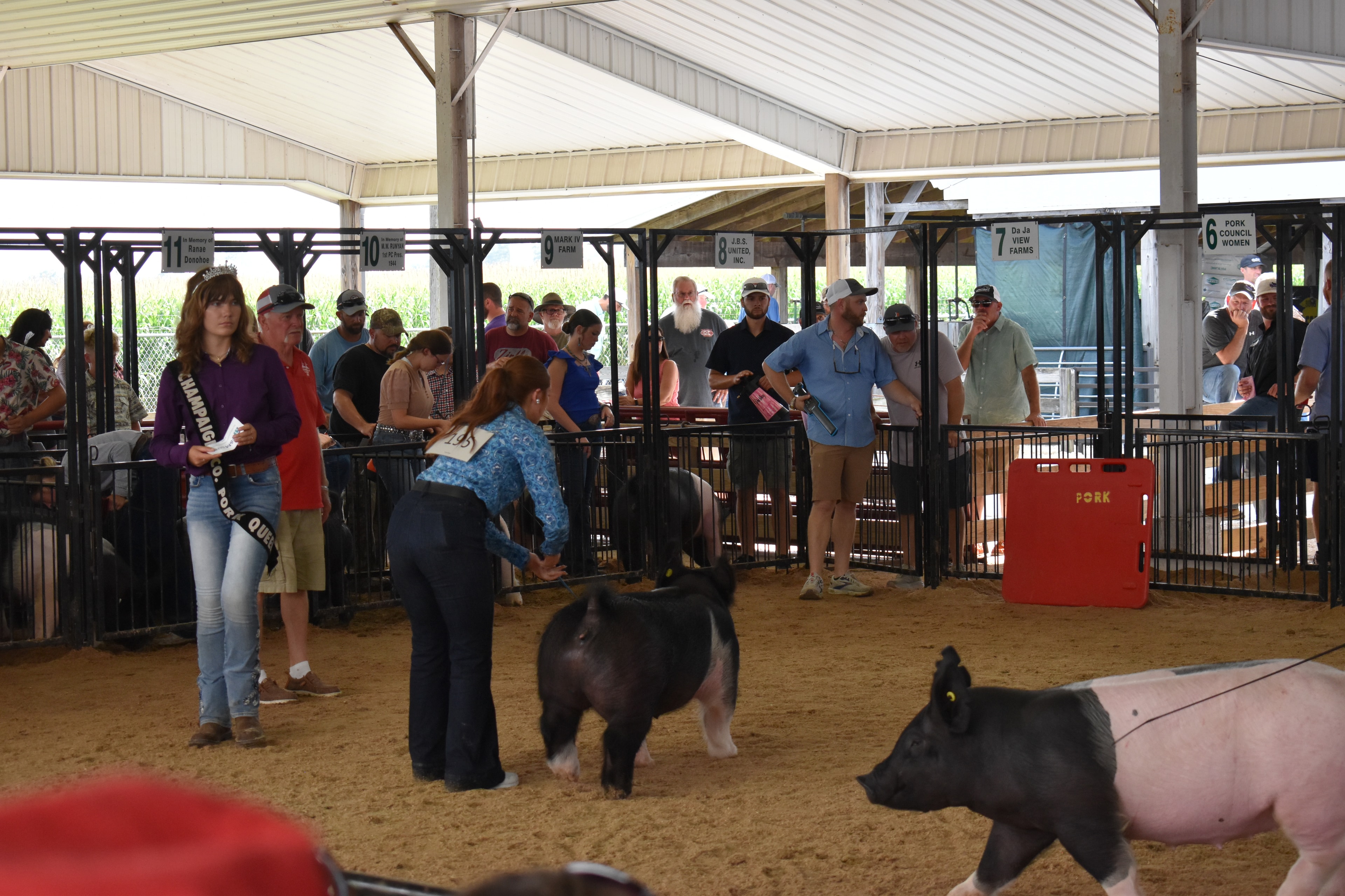 Young girl wearing number 541 steering spotted pig past the announcer in the show ring