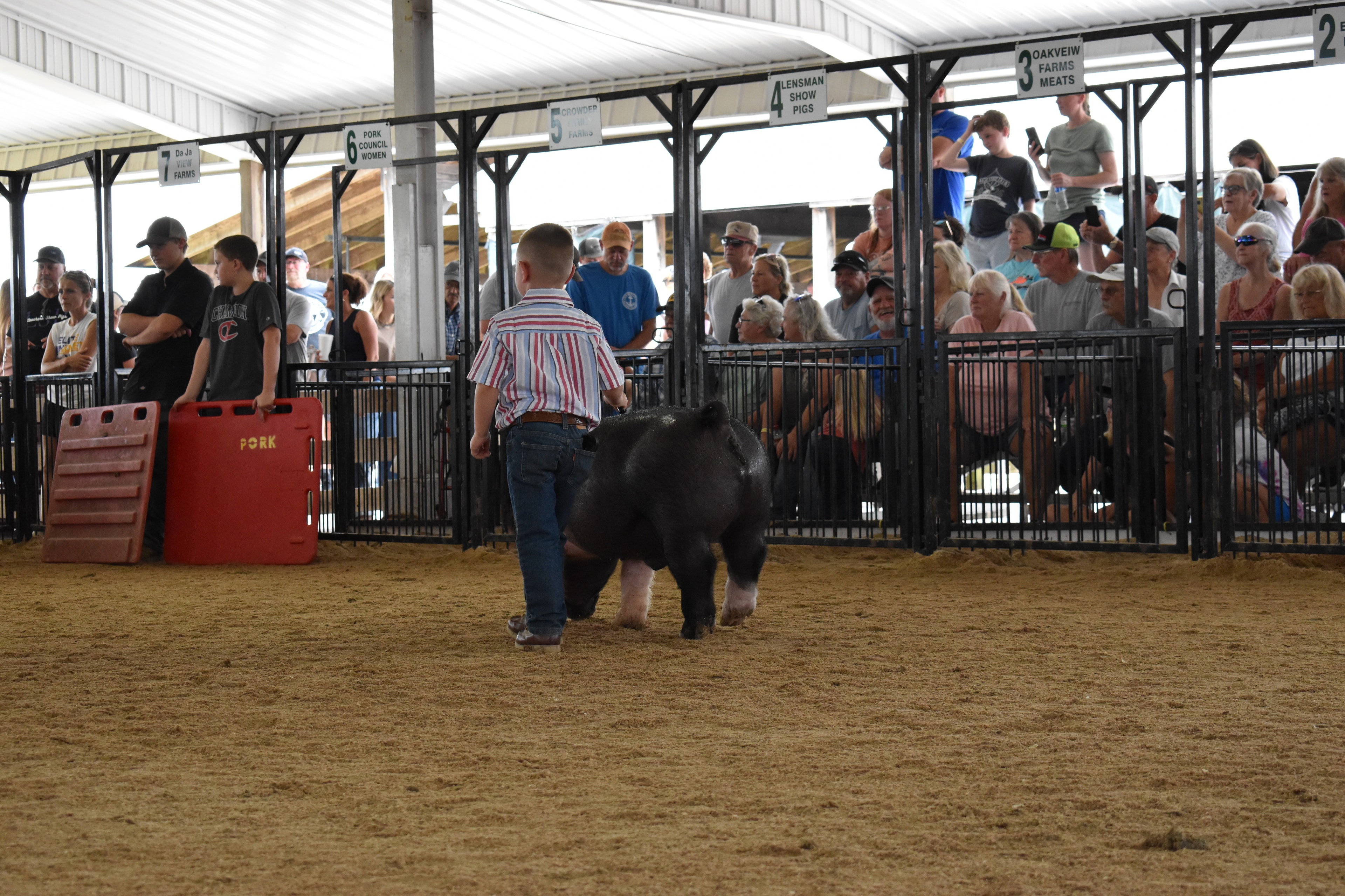 Young girl in bell-bottom jeans steering pink spotted pig past the Champaign County Pork sign