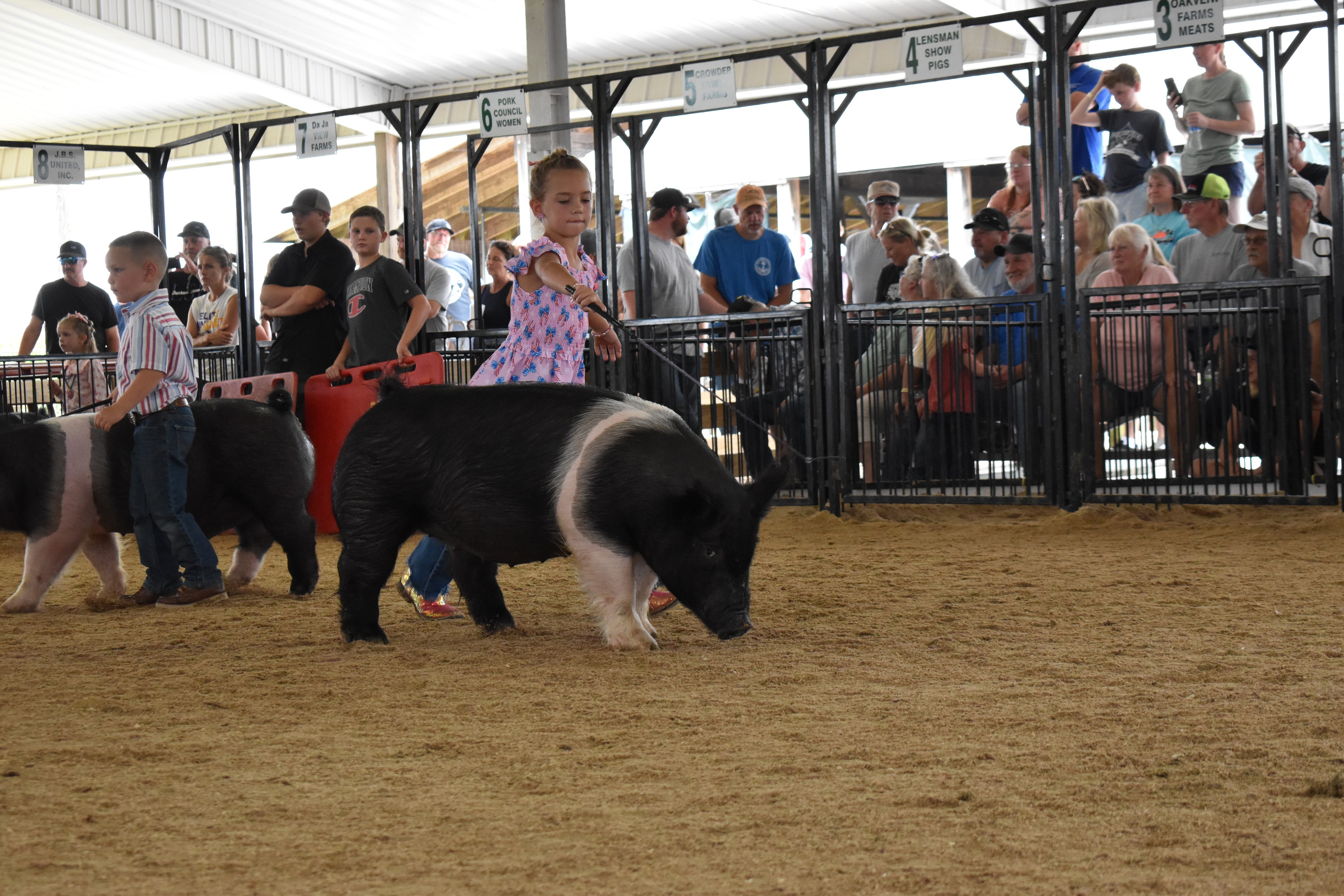 Young girl in bell-bottom jeans guiding pink spotted pig in front of the Champaign County show banner