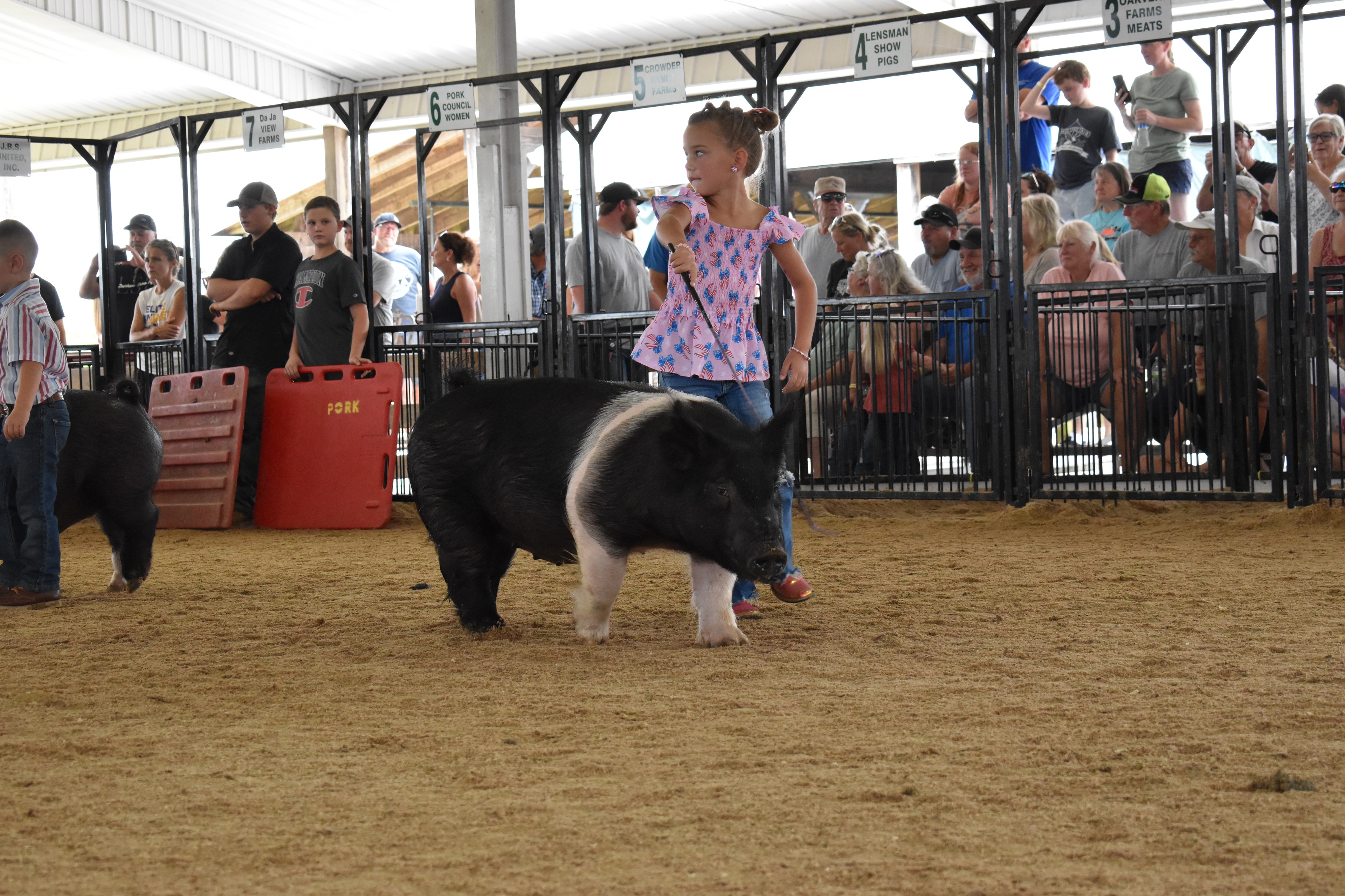 Tiny boy in plaid shirt showing black pig in front of packed sponsor pens at Champaign County Fair