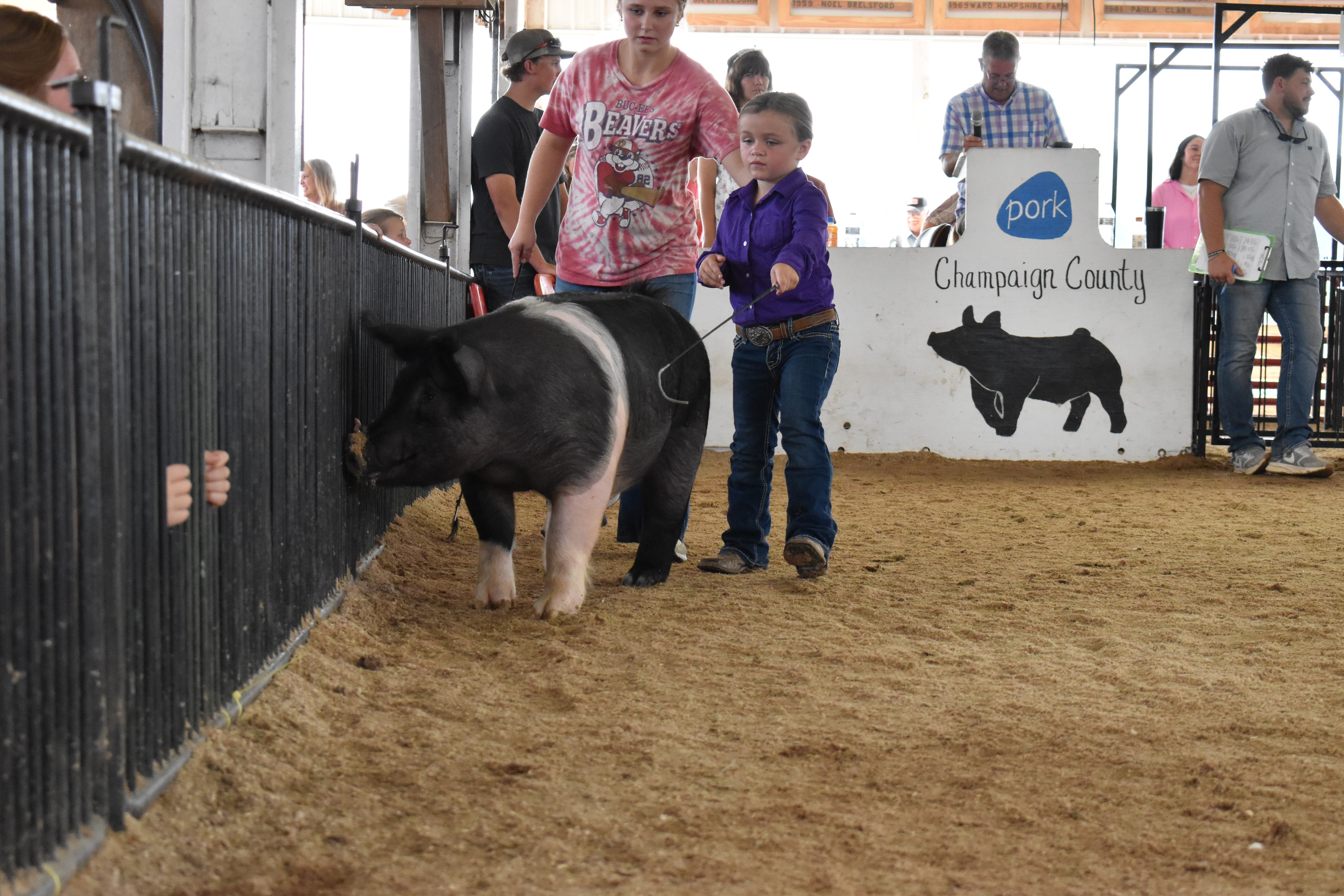 Three young children showing pigs including a Hampshire cross in the show ring at Champaign County Fair