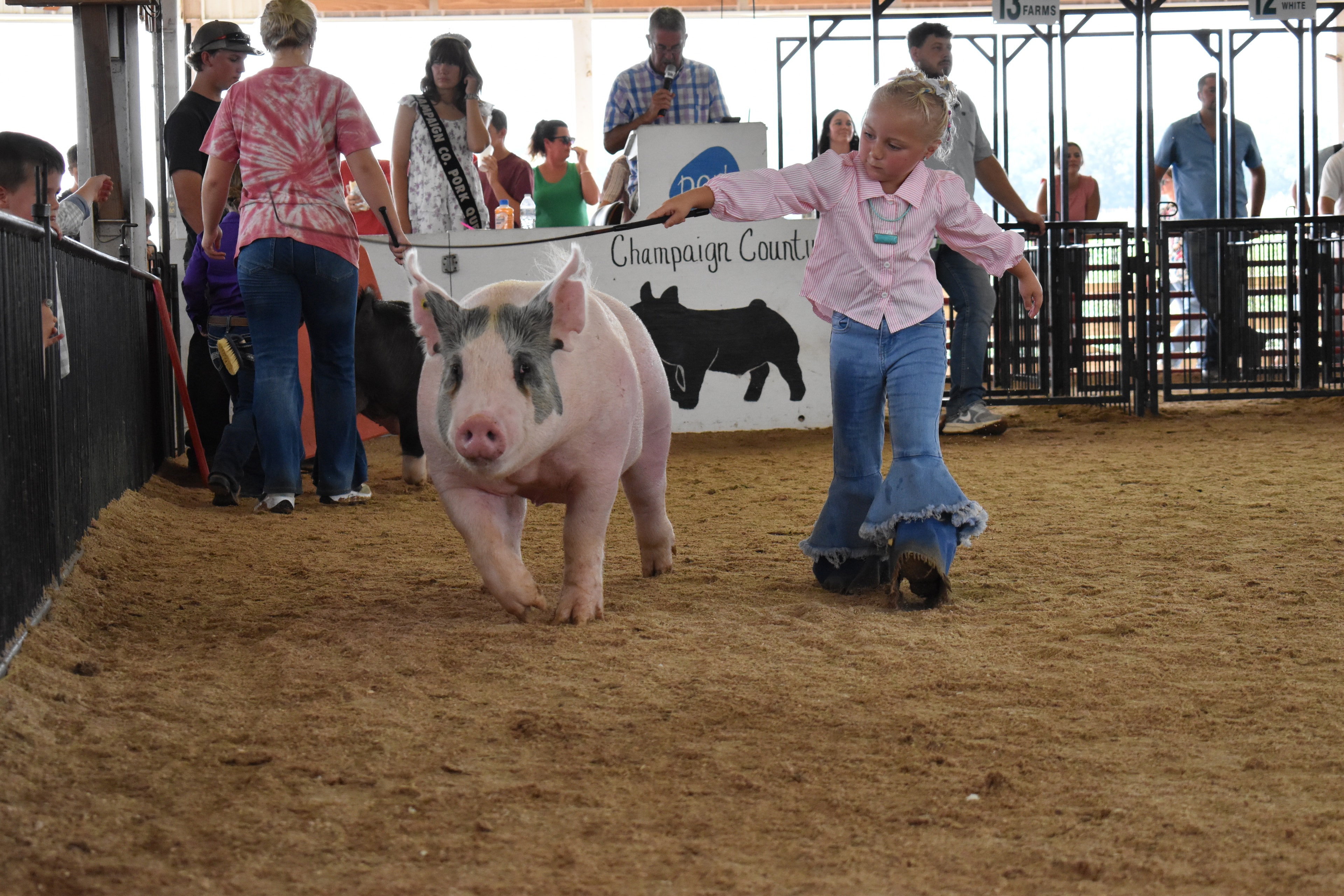 Young girl in pink floral dress steering black Hampshire pig past sponsor pens 3–7 at Champaign County Fair