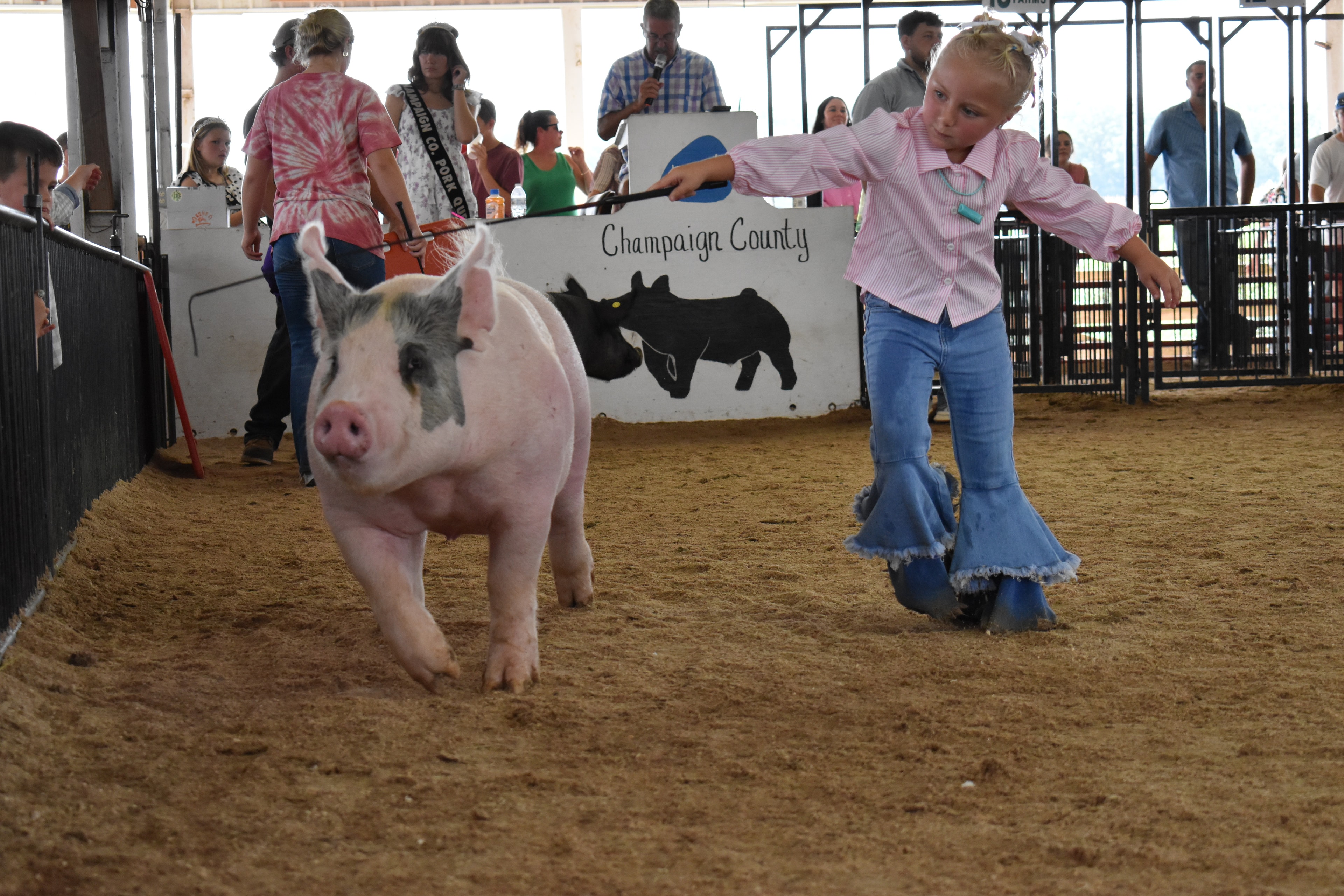 Young girl in pink floral top guiding black Hampshire pig in the show ring at Champaign County Fair