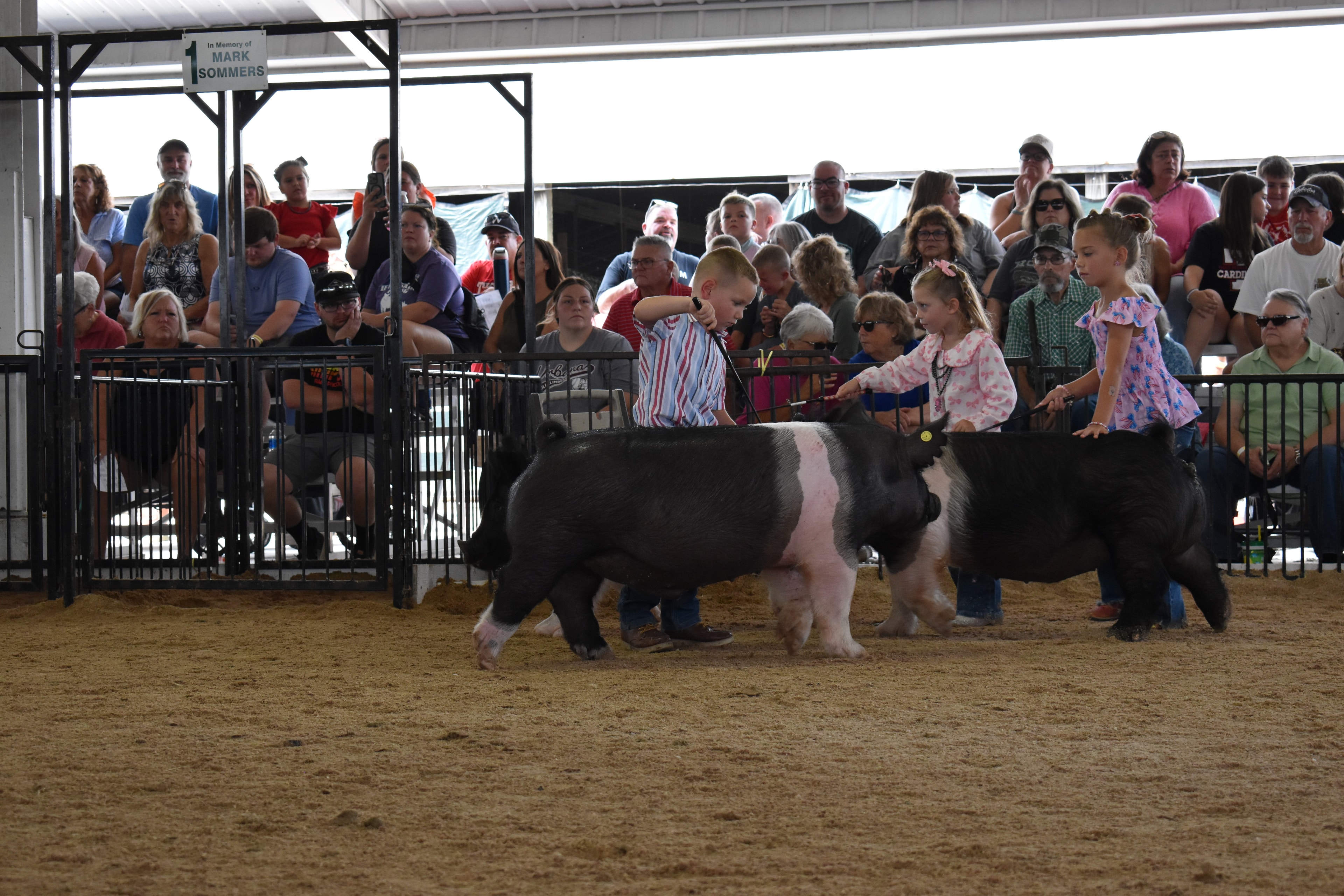 Judge in green shirt watching young girl show spotted pig with past champions board visible in background