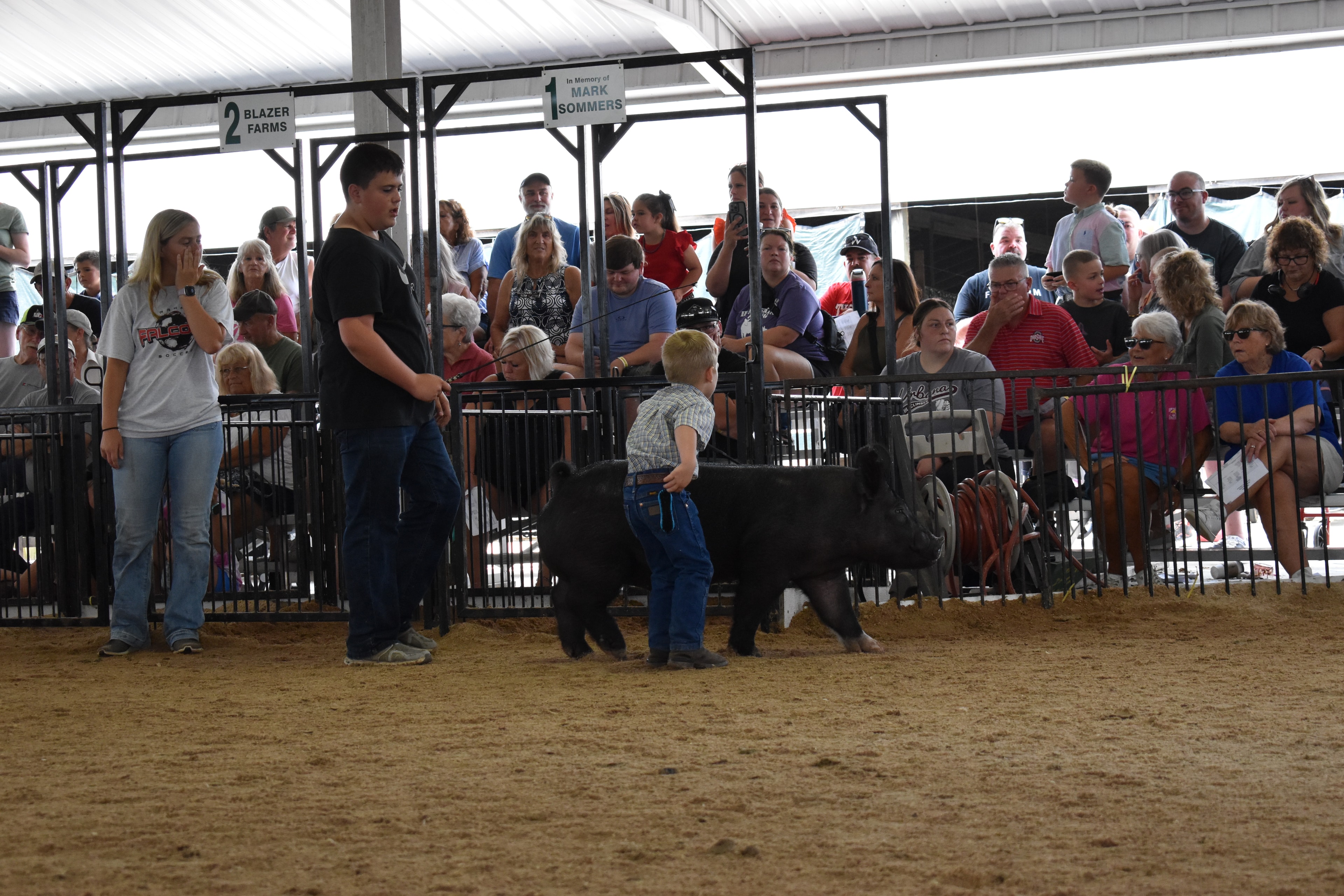 Young child in purple shirt steering black Hampshire pig along the arena fence past the Champaign County Pork sign