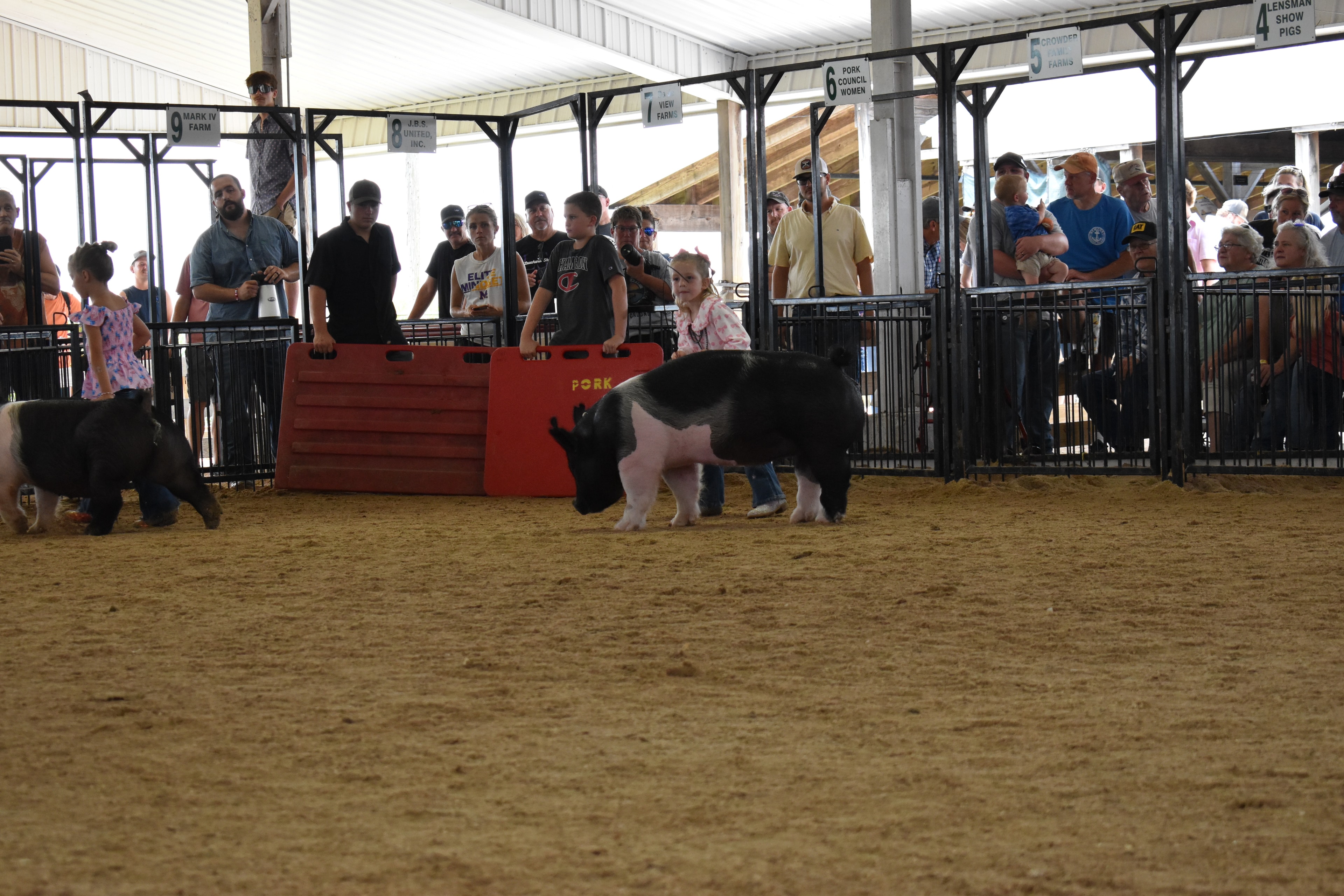 Young exhibitors steering pigs along the sponsor pens with Yoder Farms and Bob White signs at Champaign County Fair