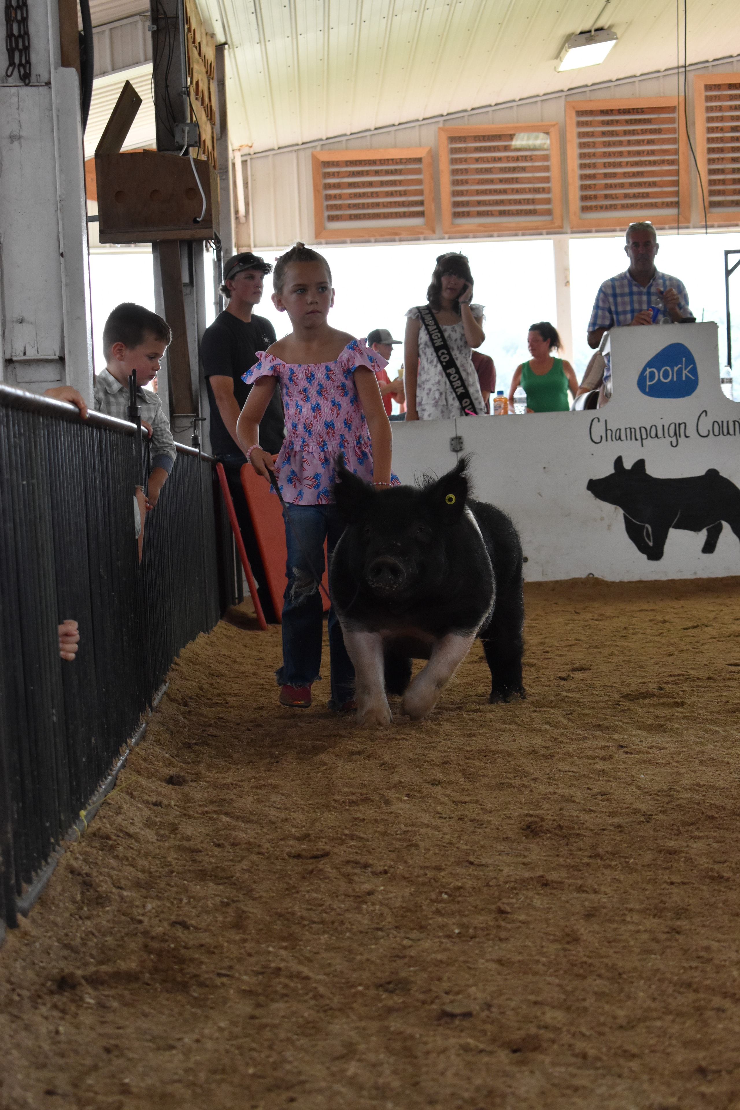 Young girl in pink shirt and boy steering pigs toward the judge with packed sponsor pens in background