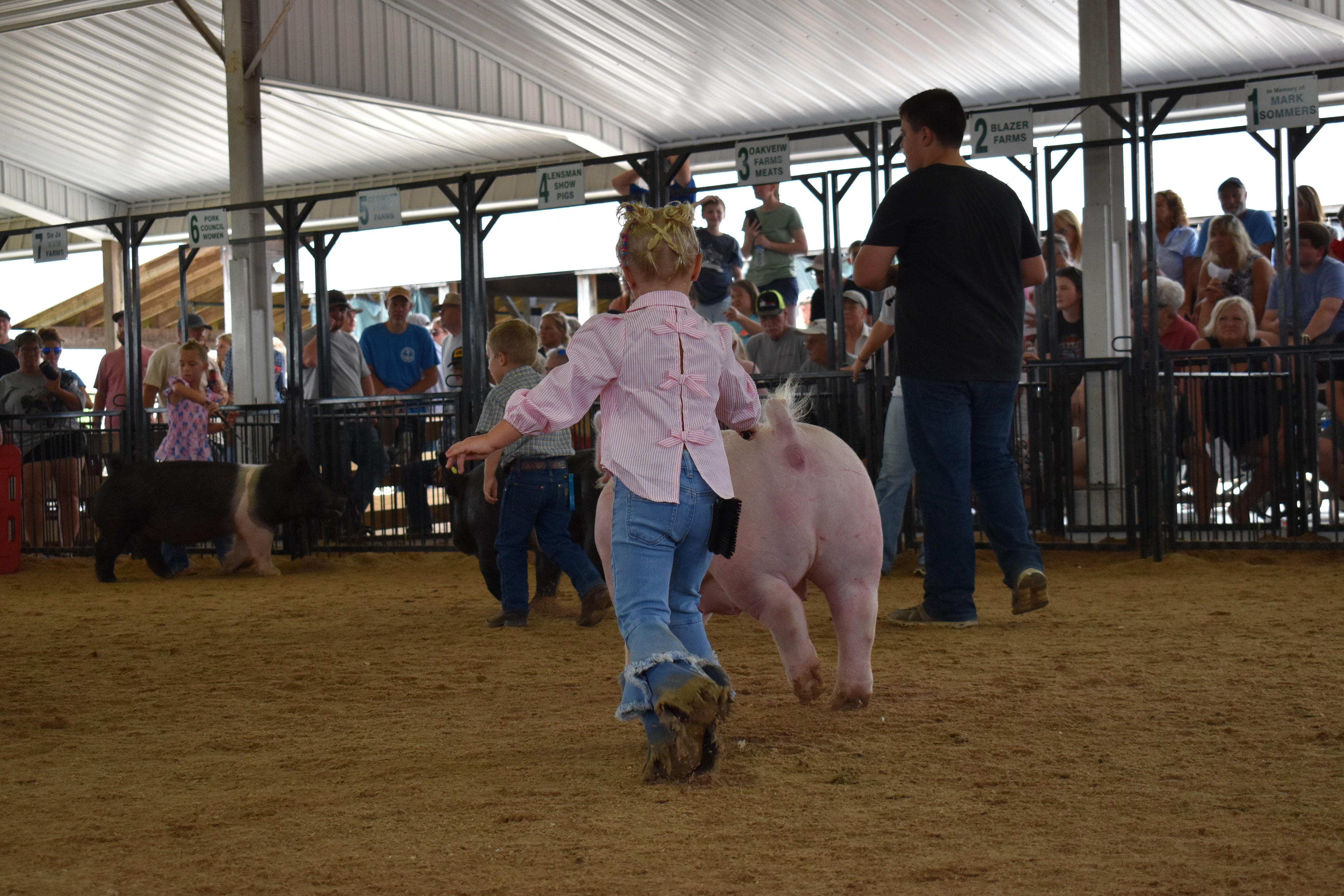 Young girl and boy steering spotted and black pigs head-on toward the camera with packed sponsor pens behind