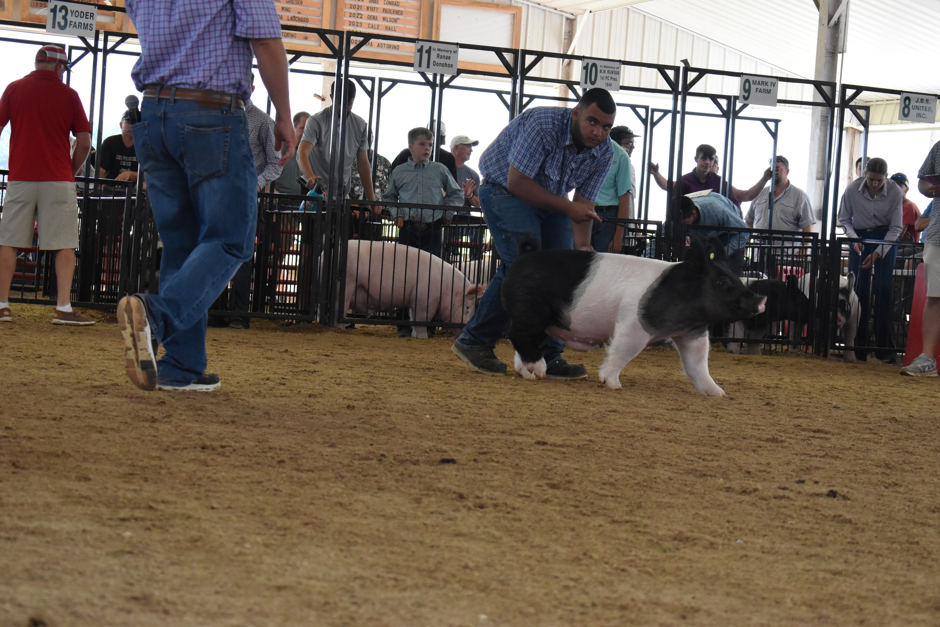 Young farmer with pig