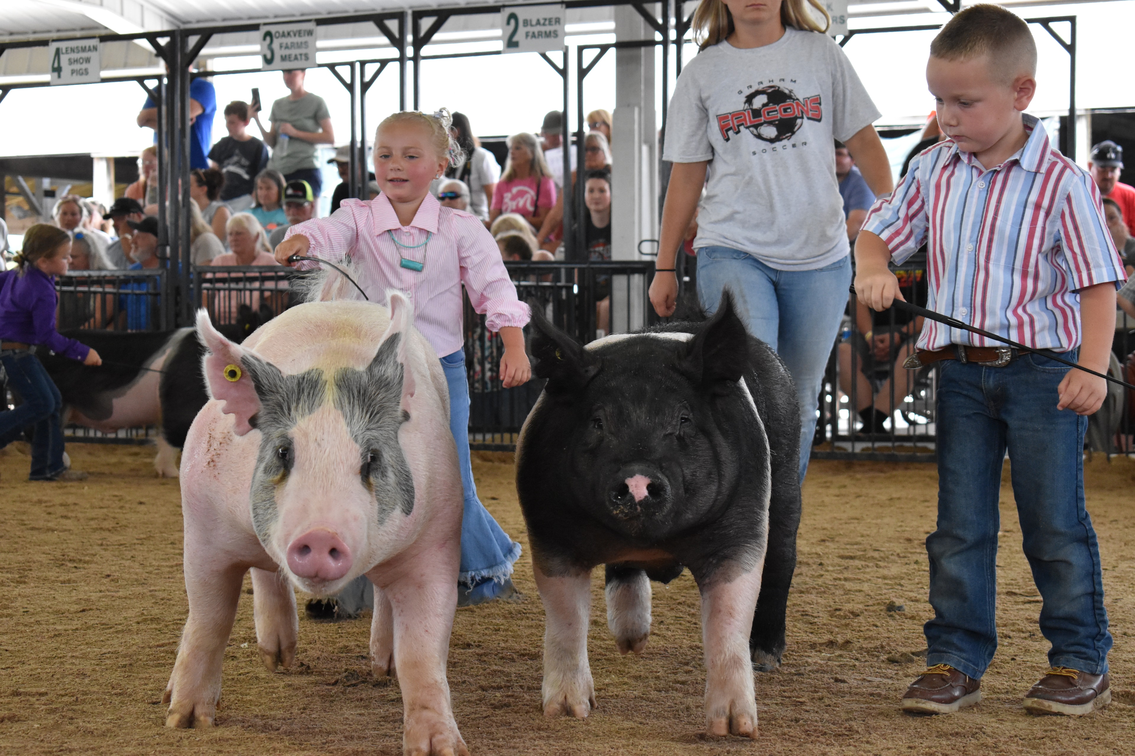 Young girl steering pink pig past the Champaign County Pork sign with judge in green shirt watching