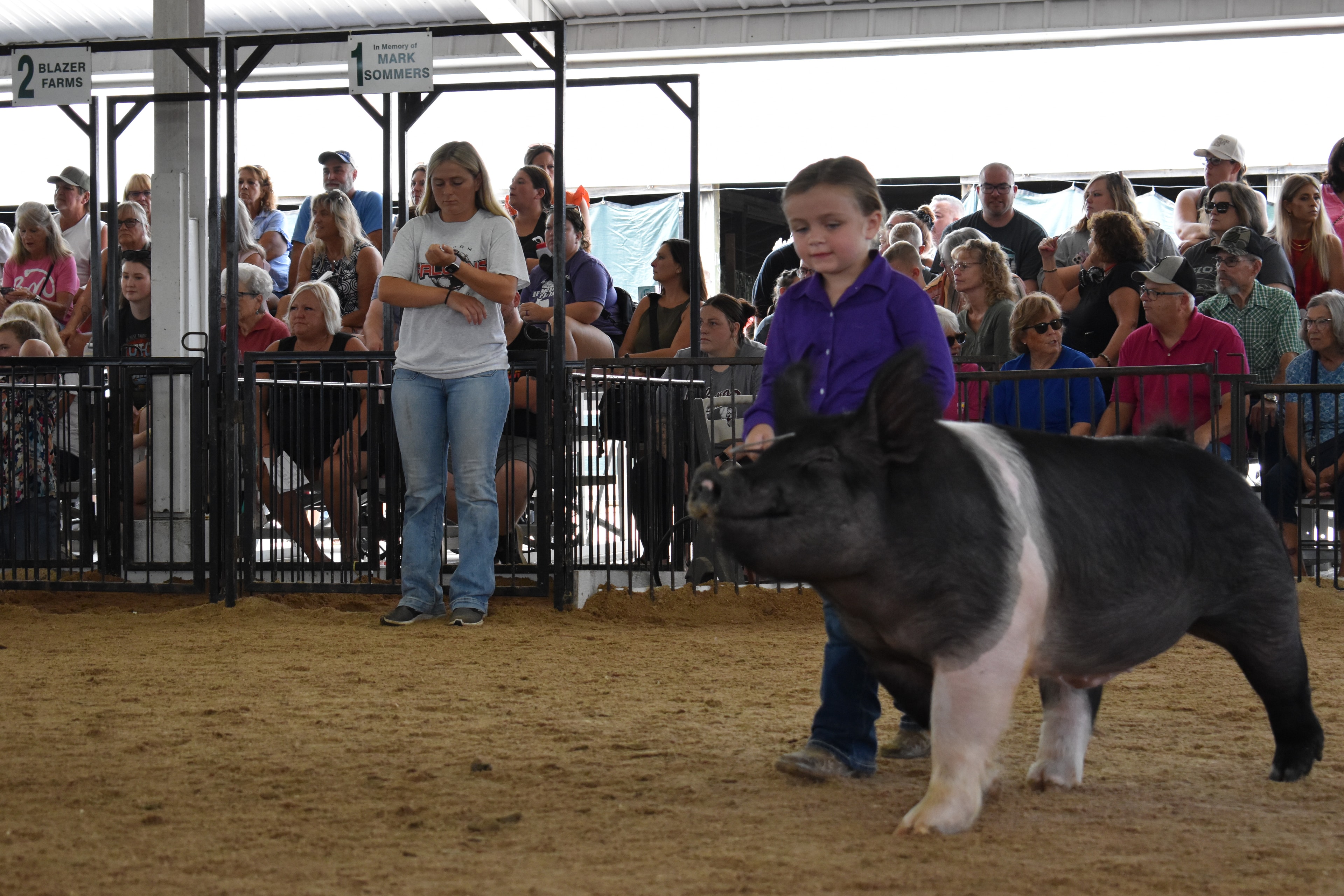 Young girl in pink bow shirt chasing pink pig from behind with multiple exhibitors and sponsor pens 2–4 visible