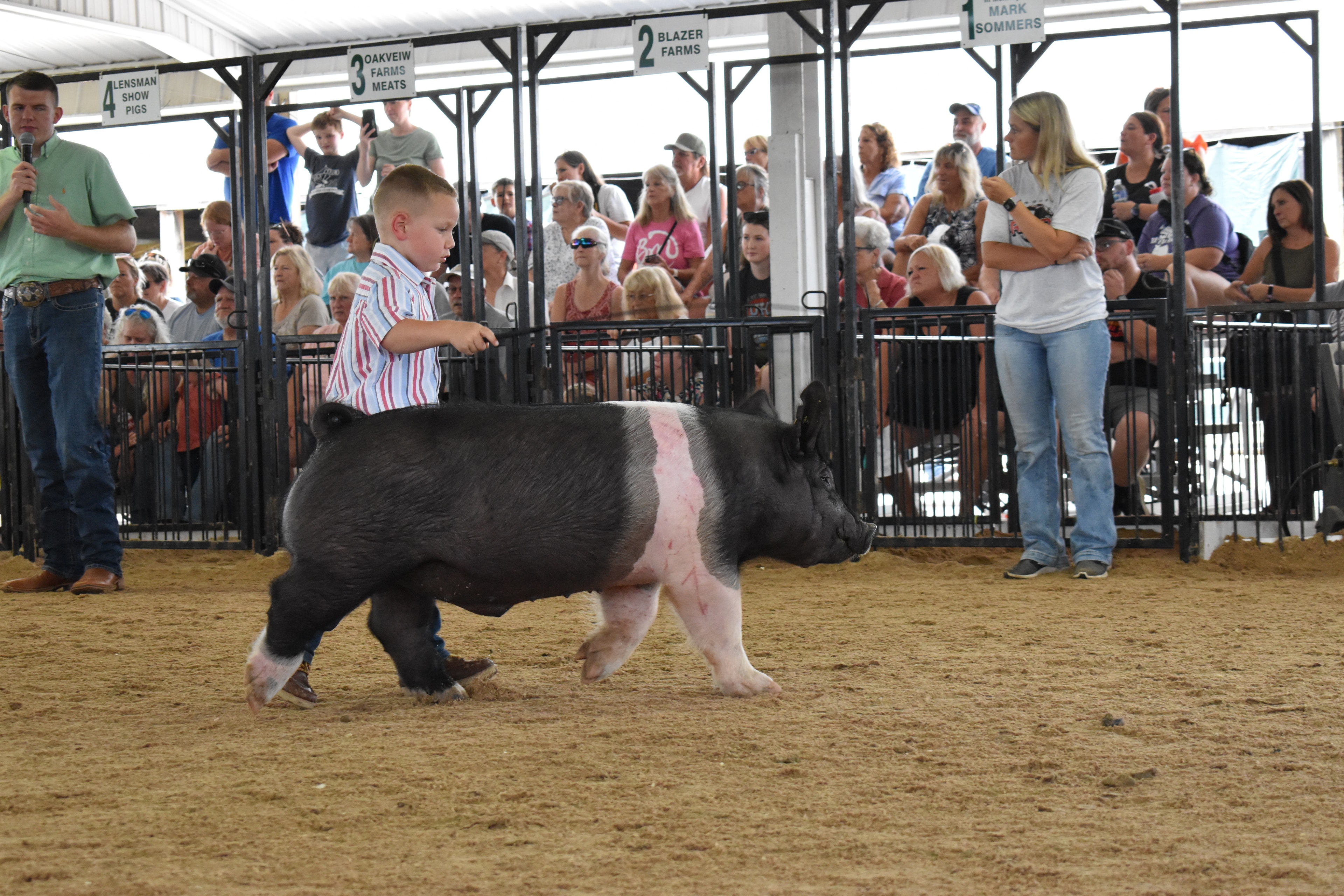 Young girl in colorful patchwork shirt steering large Hampshire cross pig past Yoder Farms pens 12–13 at Champaign County Fair