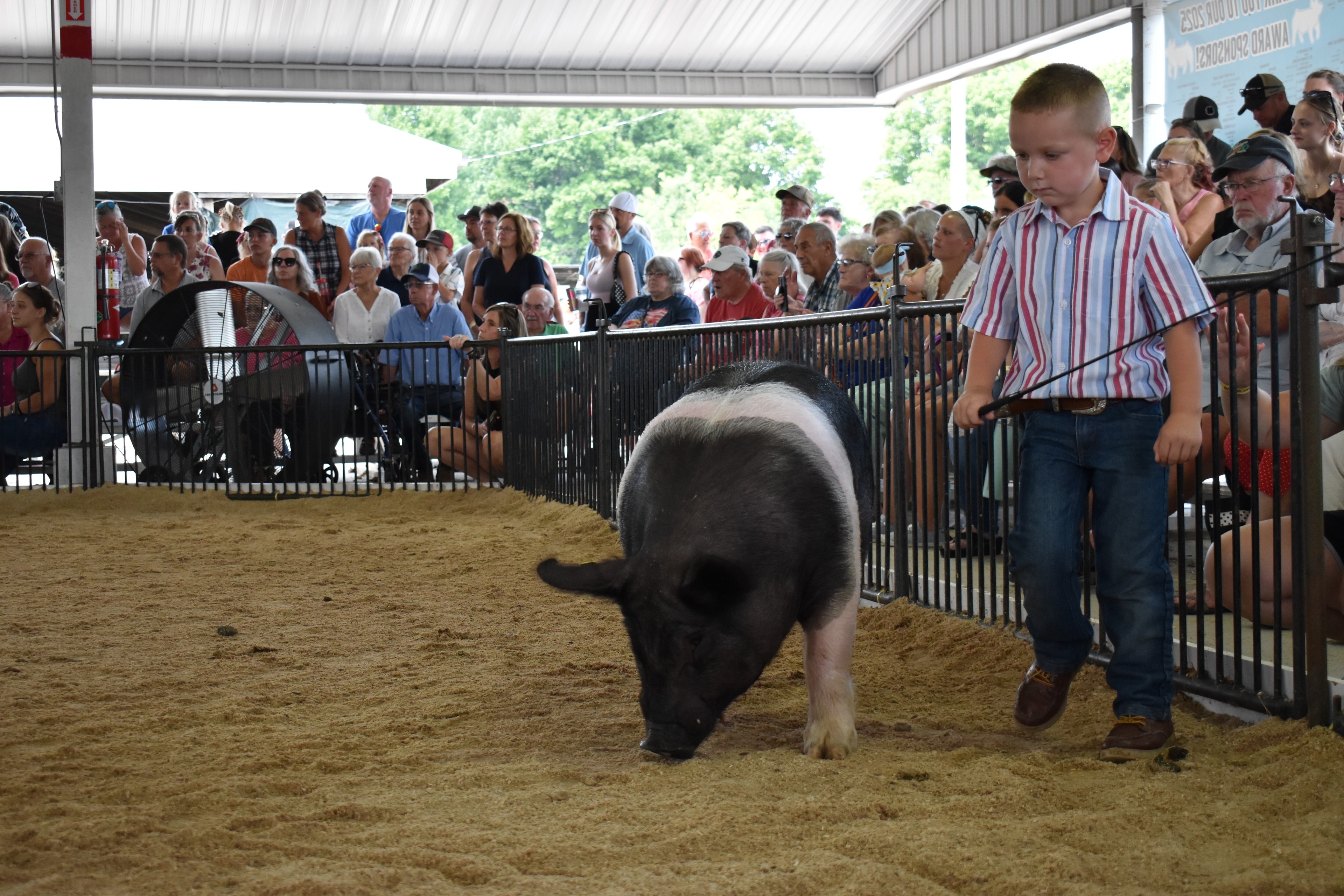 Judge in green shirt watching two tiny children show Hampshire cross pigs in front of past champions boards
