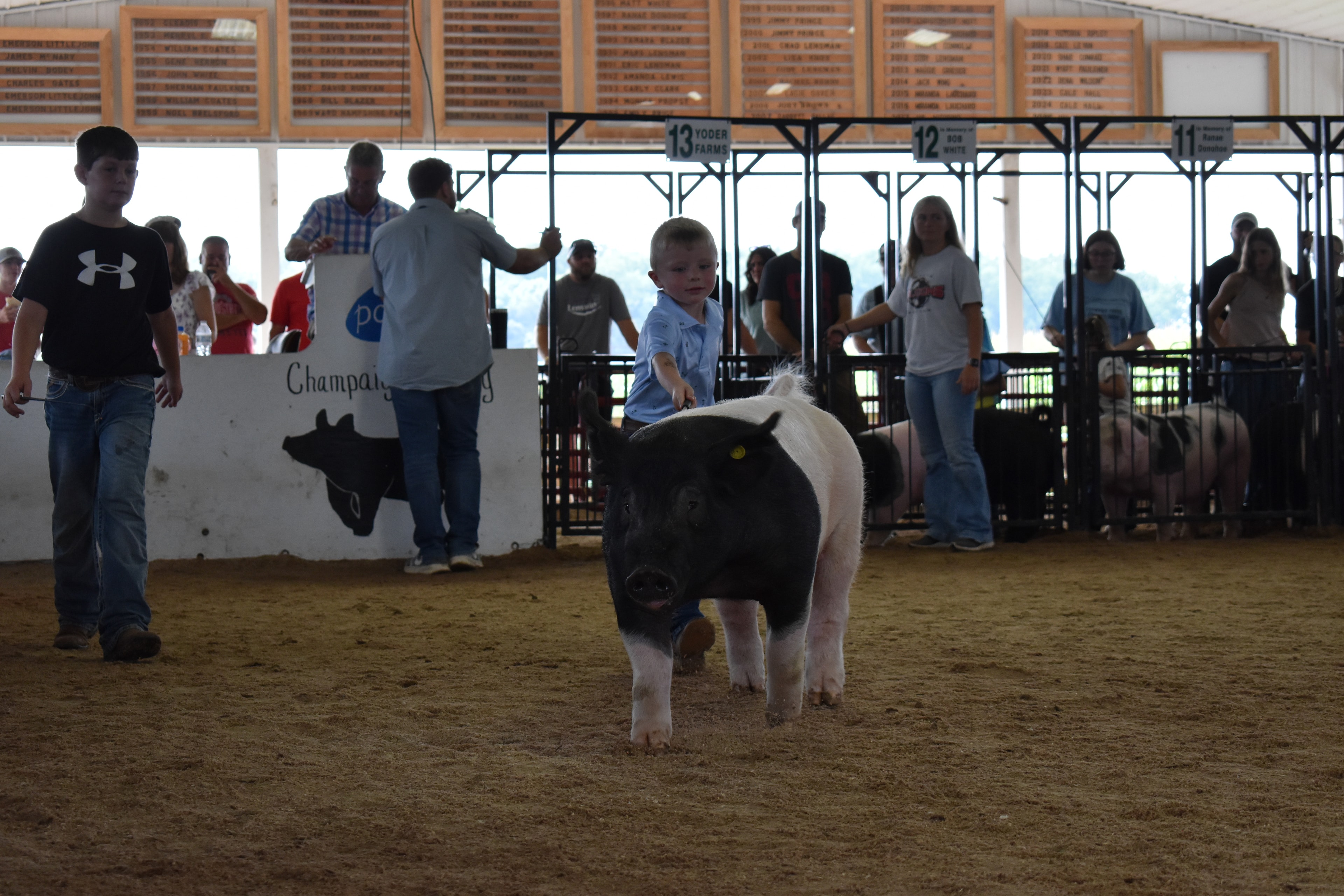 Young girl in butterfly shirt smiling while steering spotted pig head-on toward camera with judge in green shirt behind