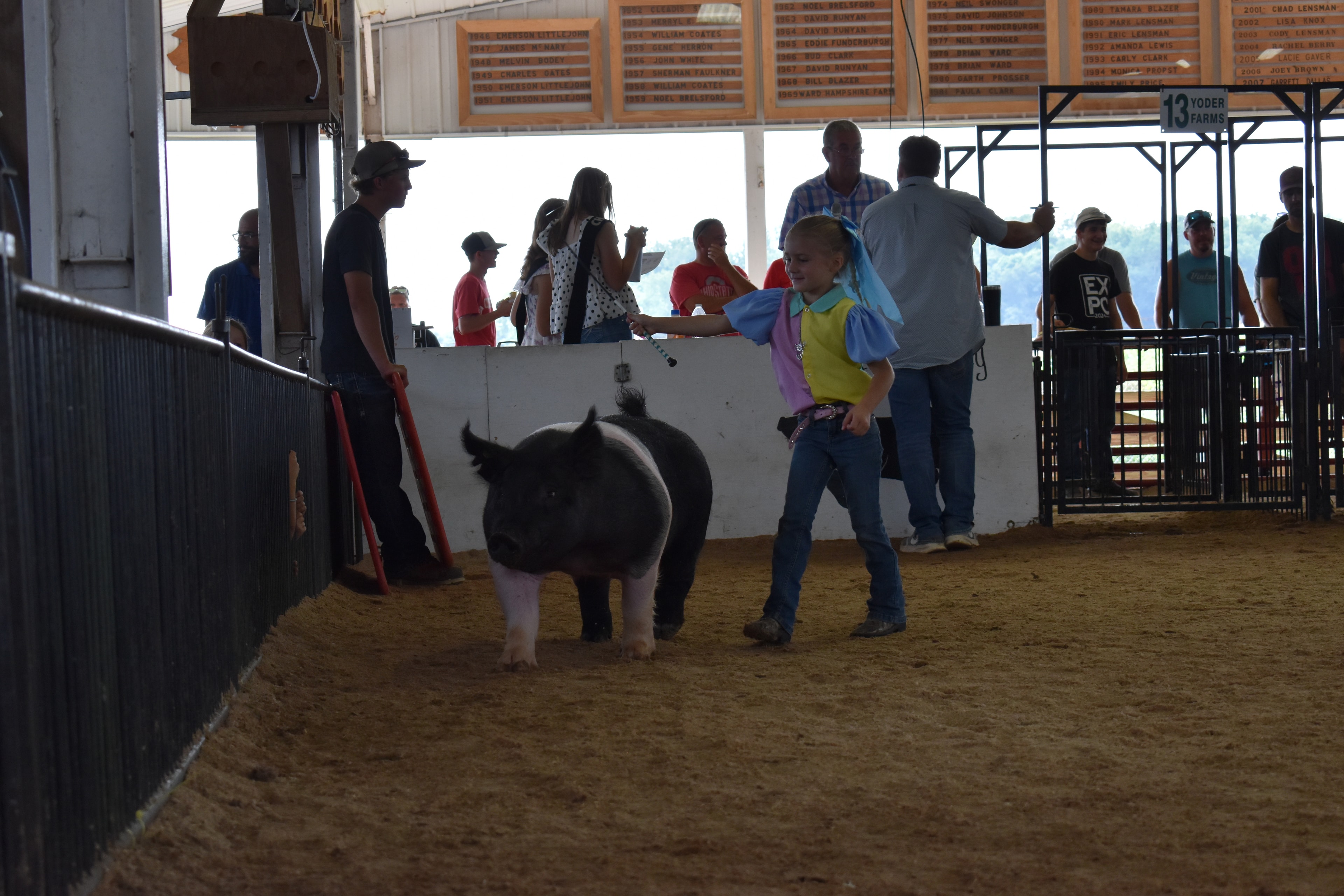 Judge in green shirt watching young girl steer Hampshire cross pig past red PORK boards and sponsor pens 6–9