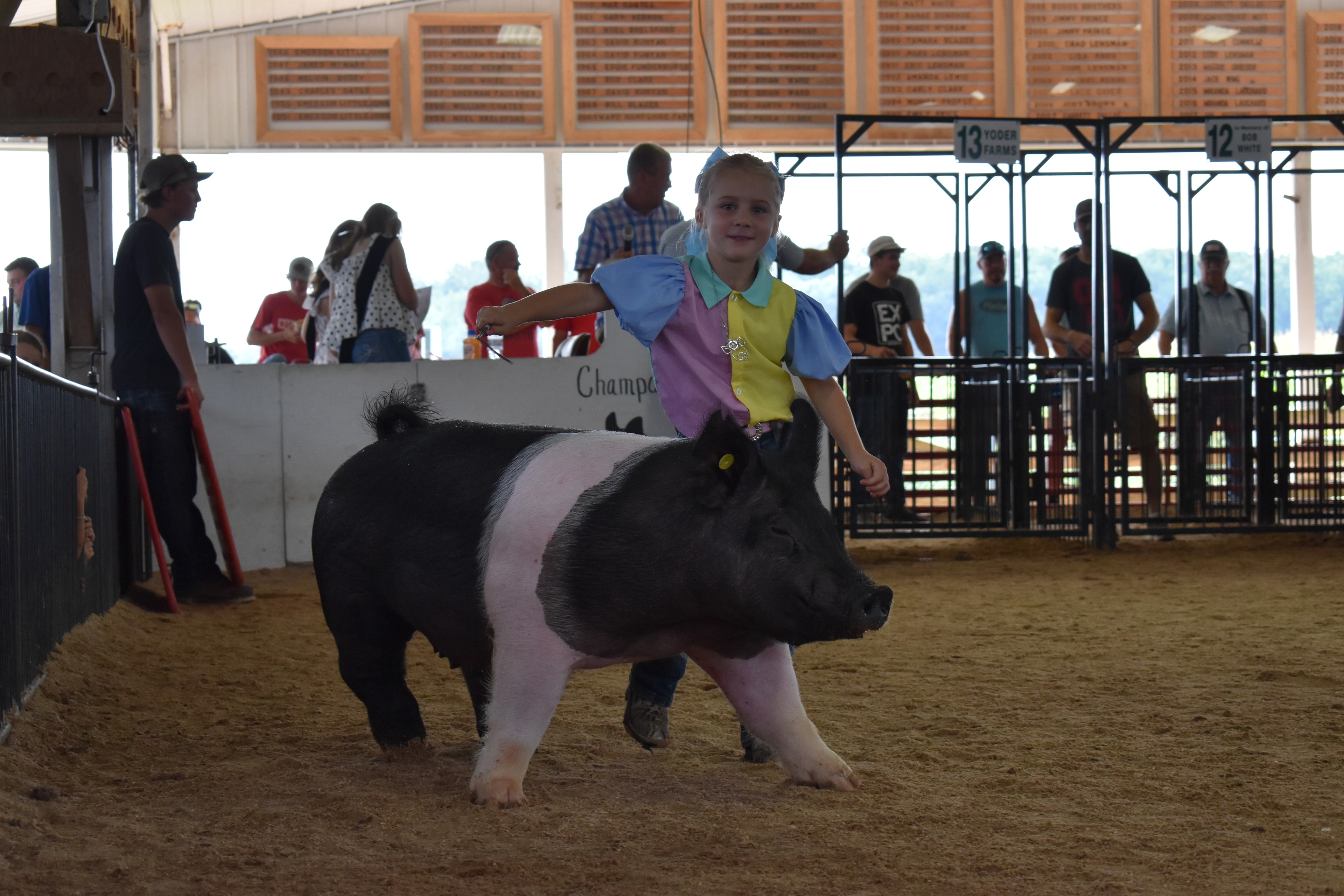 Tiny boy in red-striped shirt showing Hampshire cross pig with announcer and packed Lensman Show Pigs sponsor pens behind
