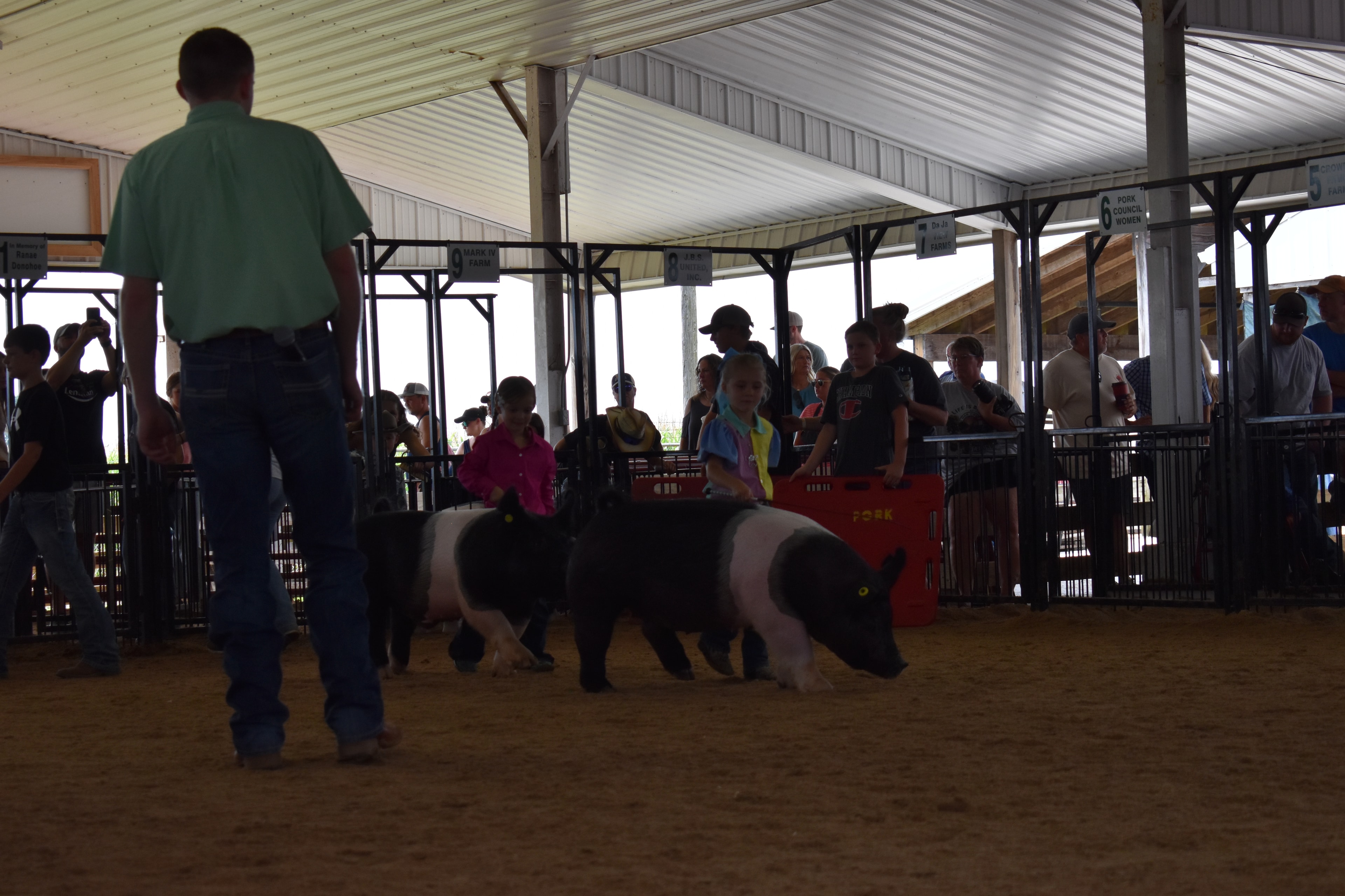 Young girl in pink floral top and adult helper steering Hampshire cross pig past Lensman Show Pigs and Pork Council Women pens
