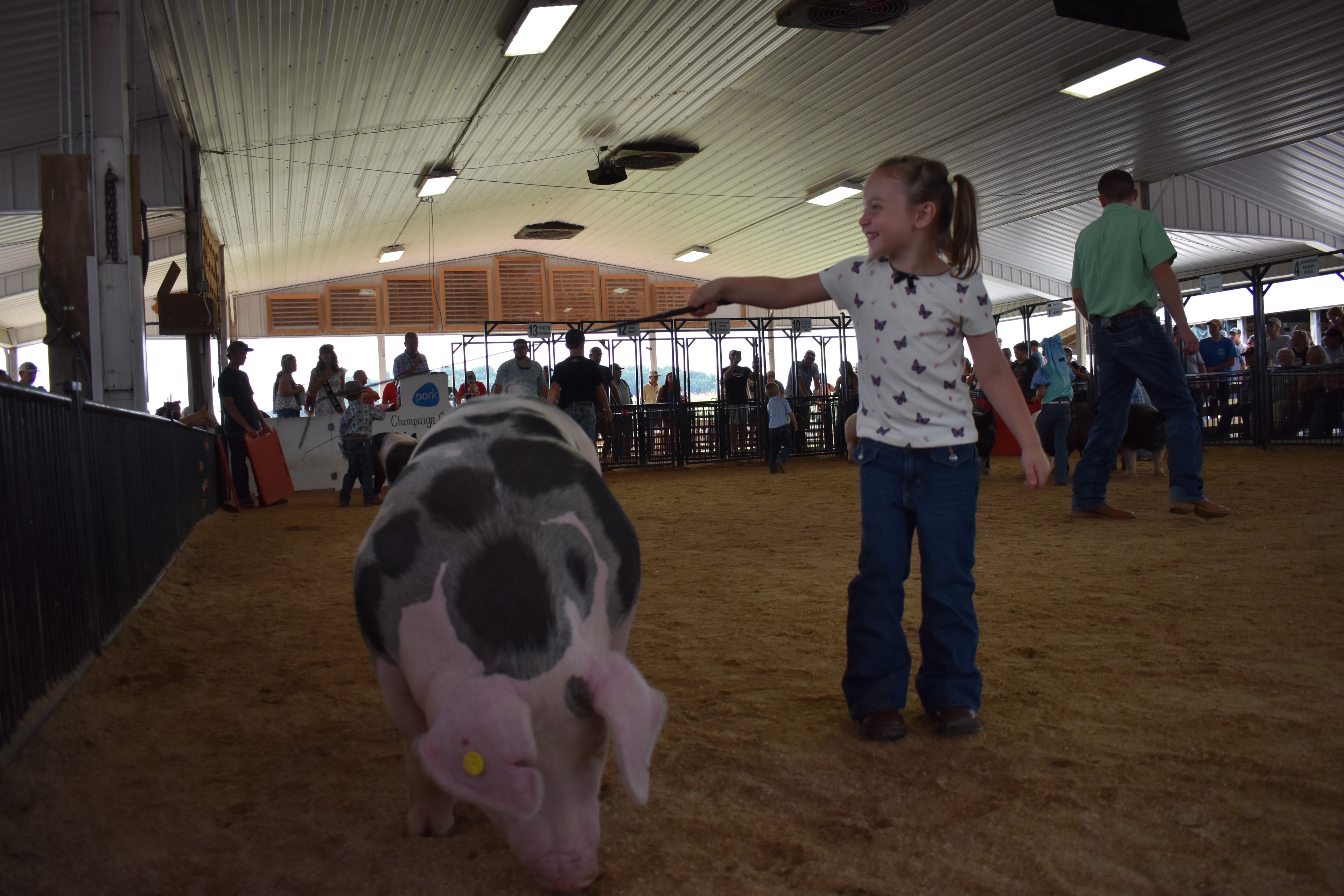 Tiny toddler in blue shirt steering Hampshire cross pig toward camera past Champaign County Pork sign with older boy walking alongside