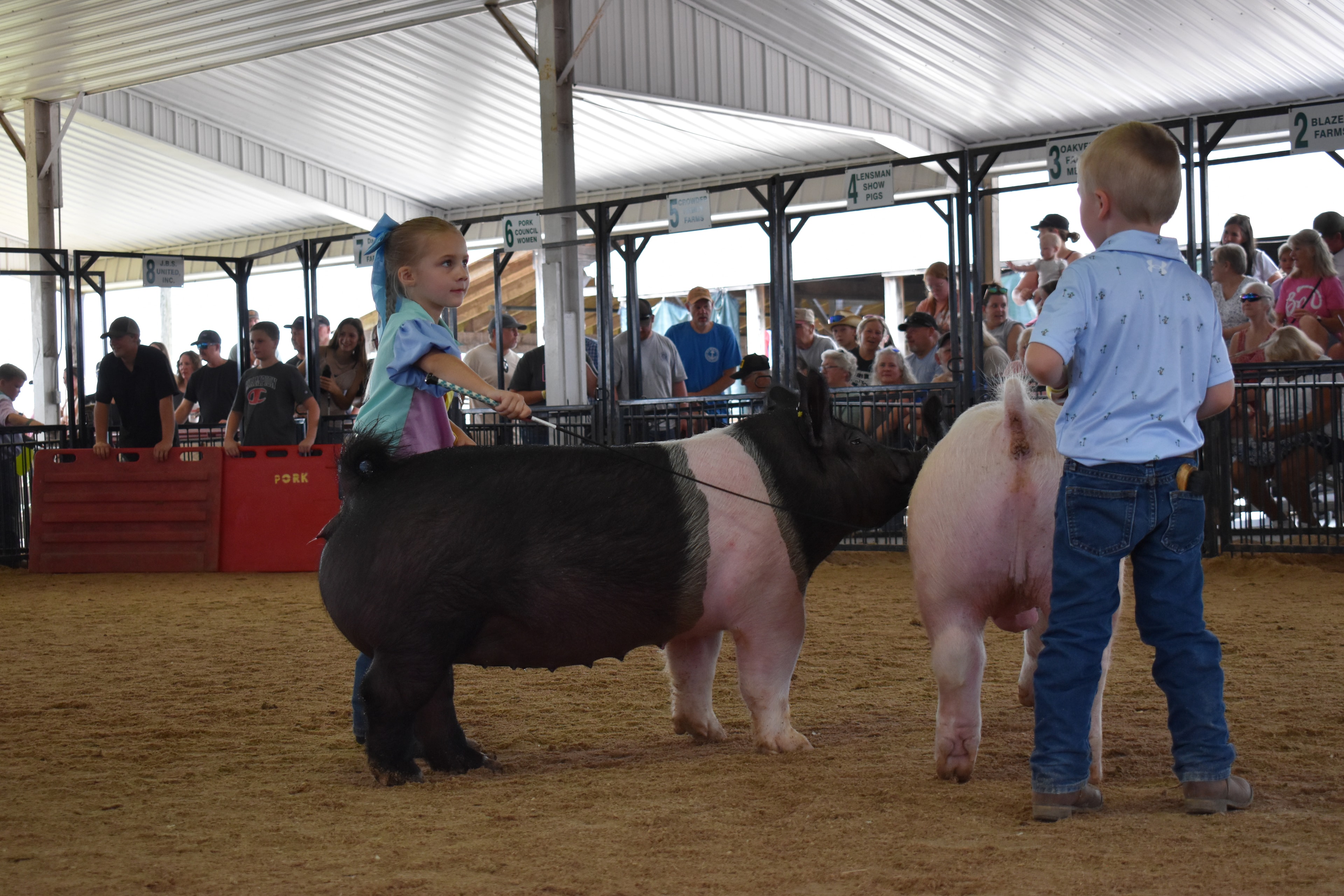 Young girl in butterfly shirt steering large spotted pink pig past judge in green shirt with Yoder Farms pens 12–13 behind at Champaign County Fair
