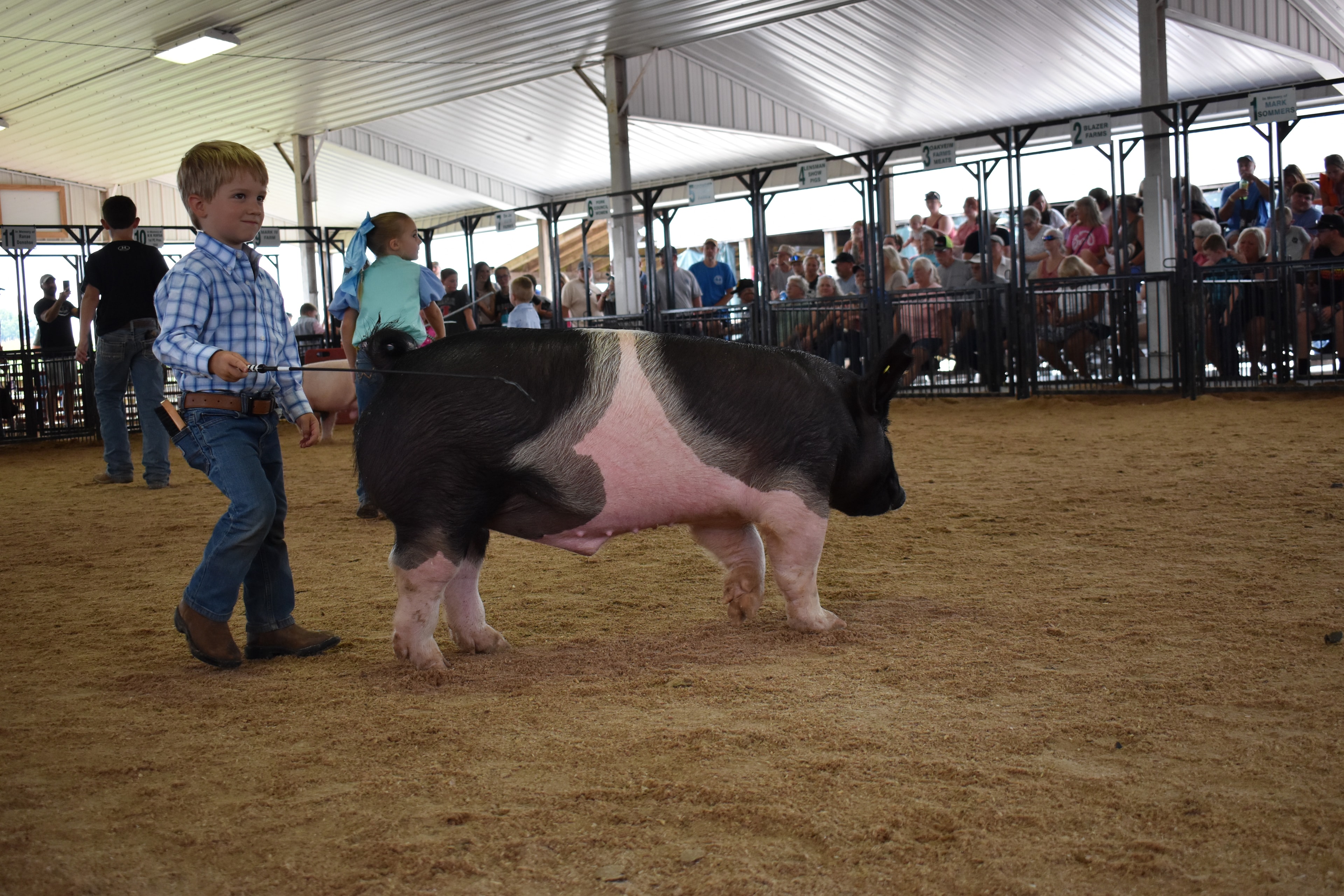 Young girl in colorful pastel top guiding large Hampshire cross pig along the arena fence past the Champaign County Pork sign