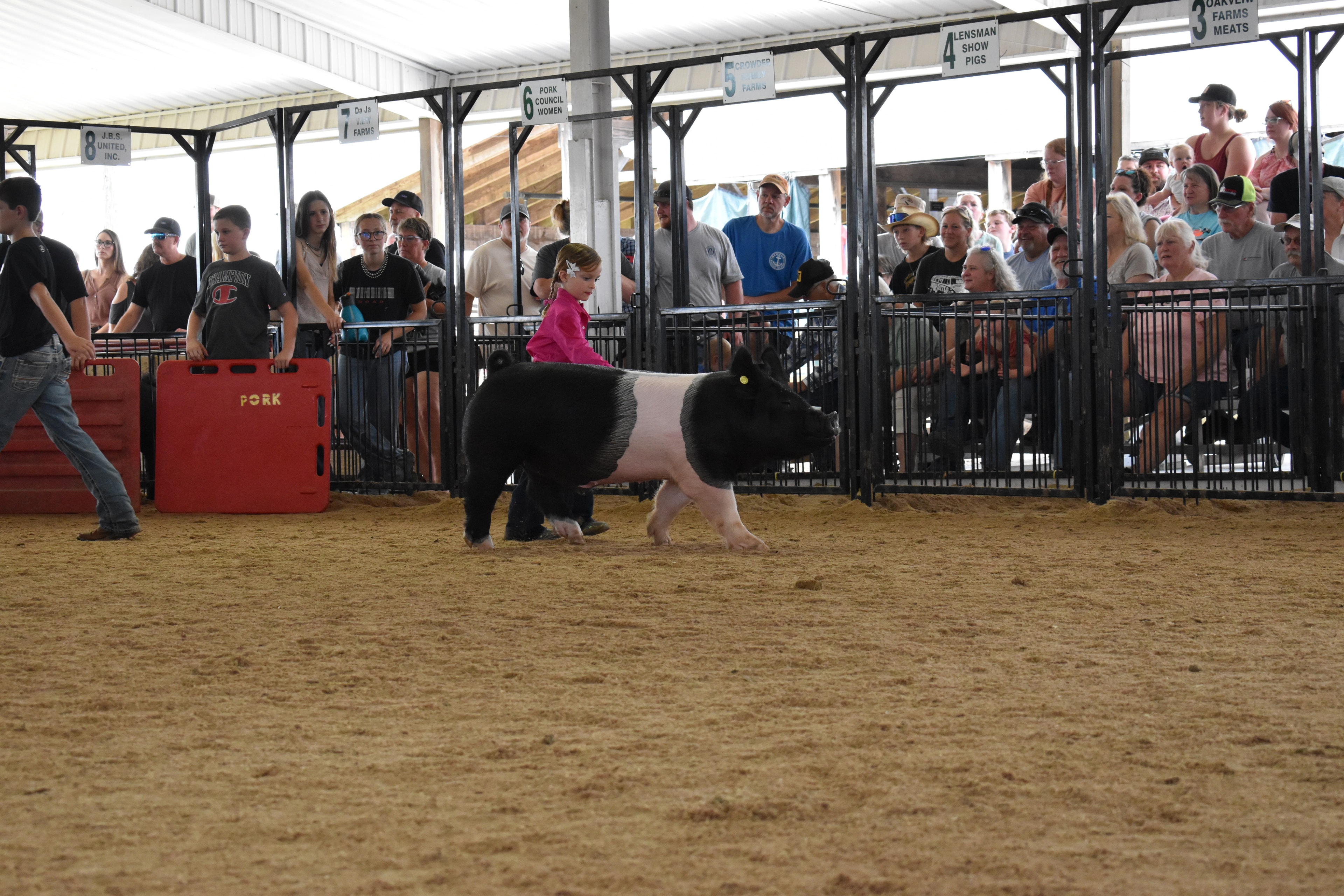 Judge in green shirt and girl in white floral skirt watching exhibitors steer pigs near sponsor pens 6–11 at Champaign County Fair