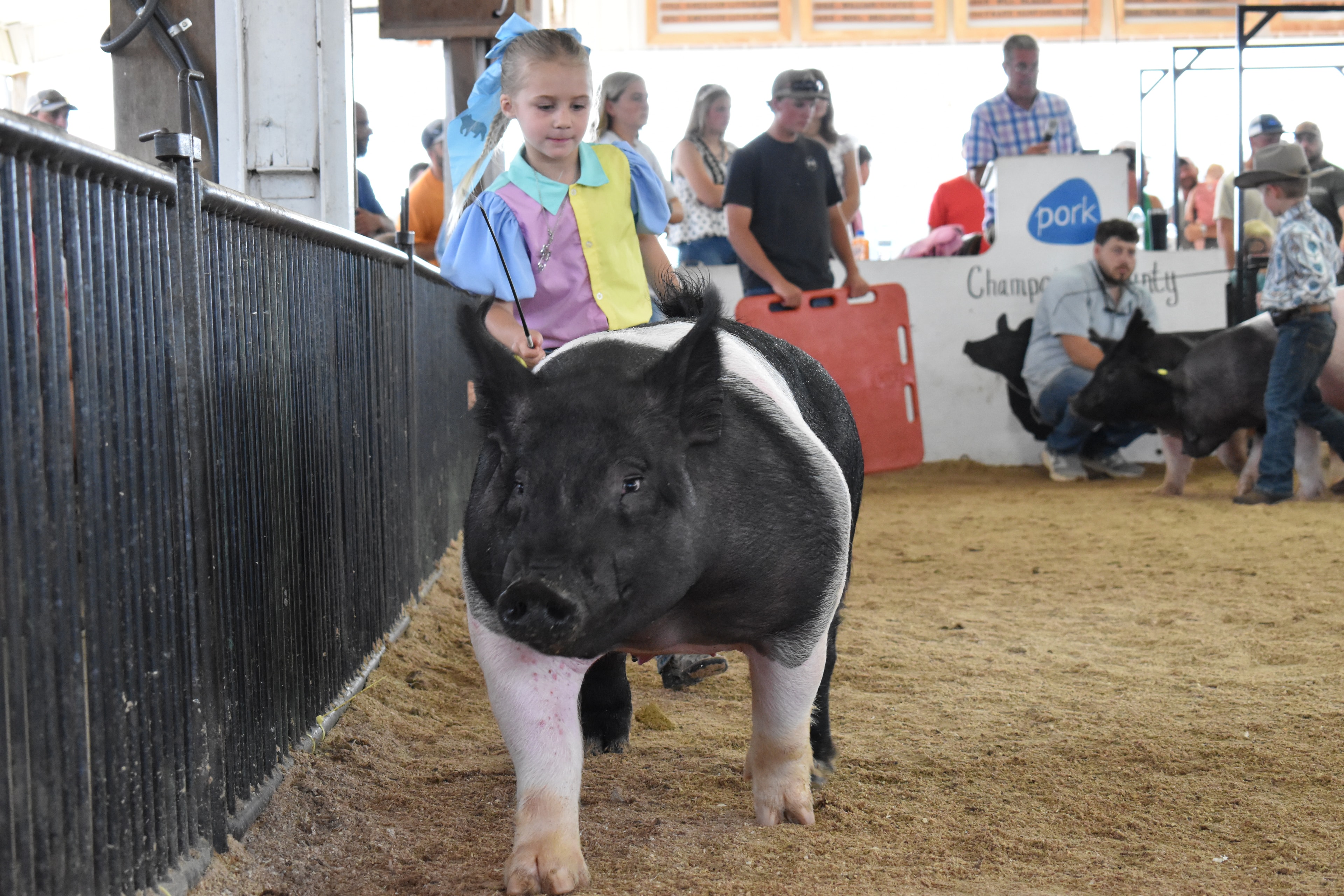 Young boy in blue plaid shirt steering Hampshire cross pig from behind with girl in teal top and packed sponsor pens 3–6 visible